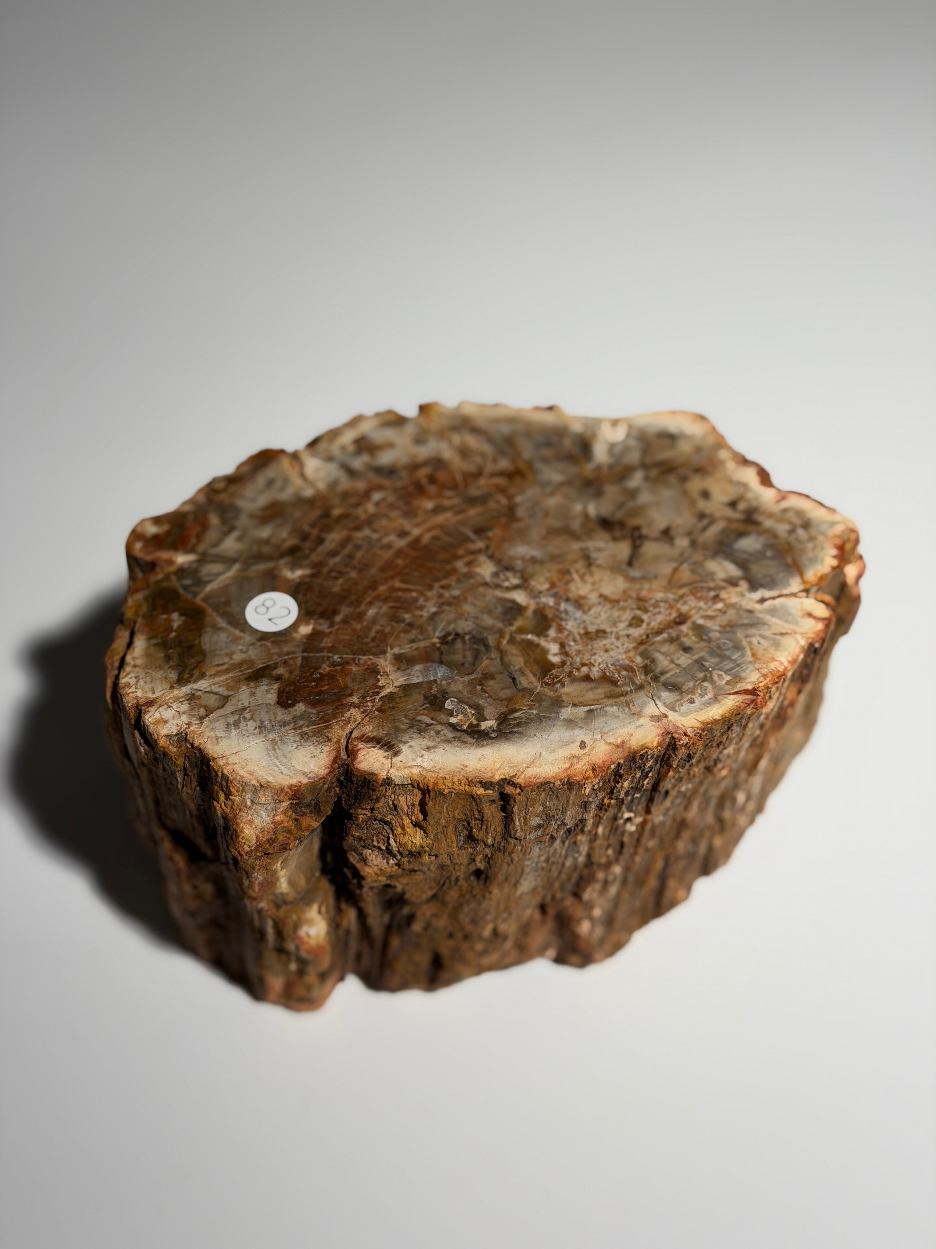 Versteinertes Holz