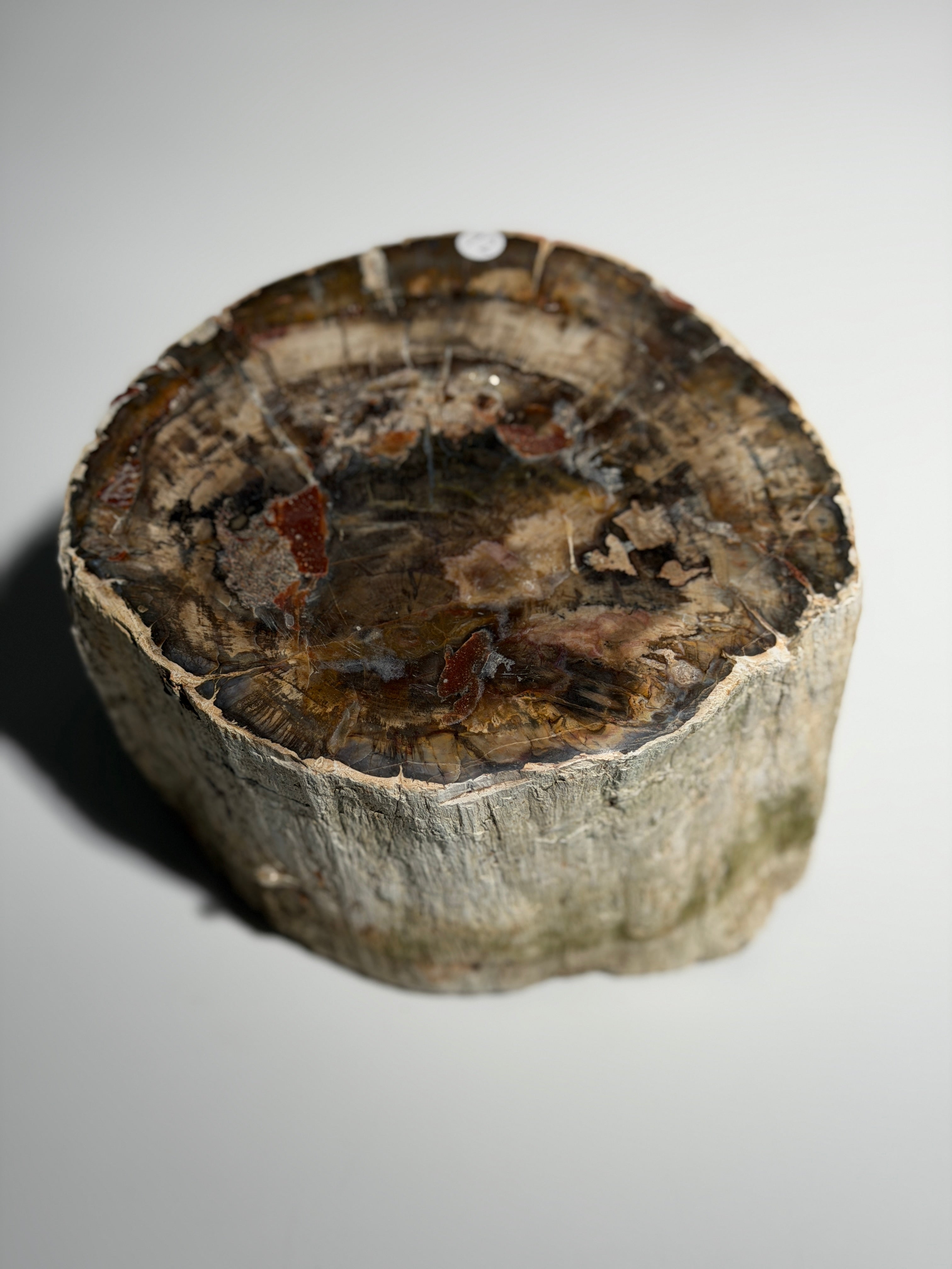 Versteinertes Holz
