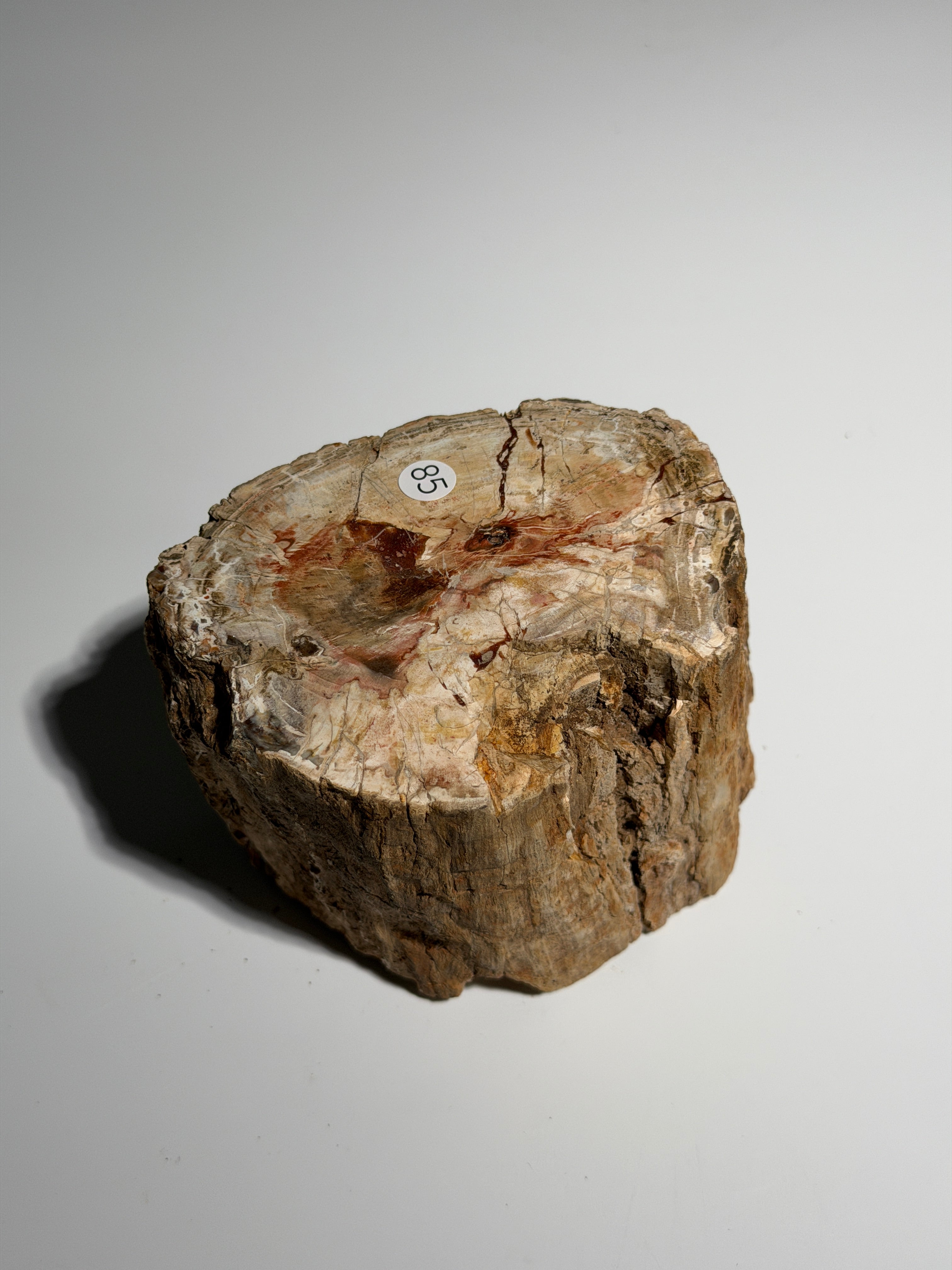 Versteinertes Holz