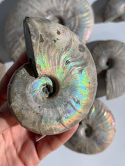 Rainbow Ammonit Fossil