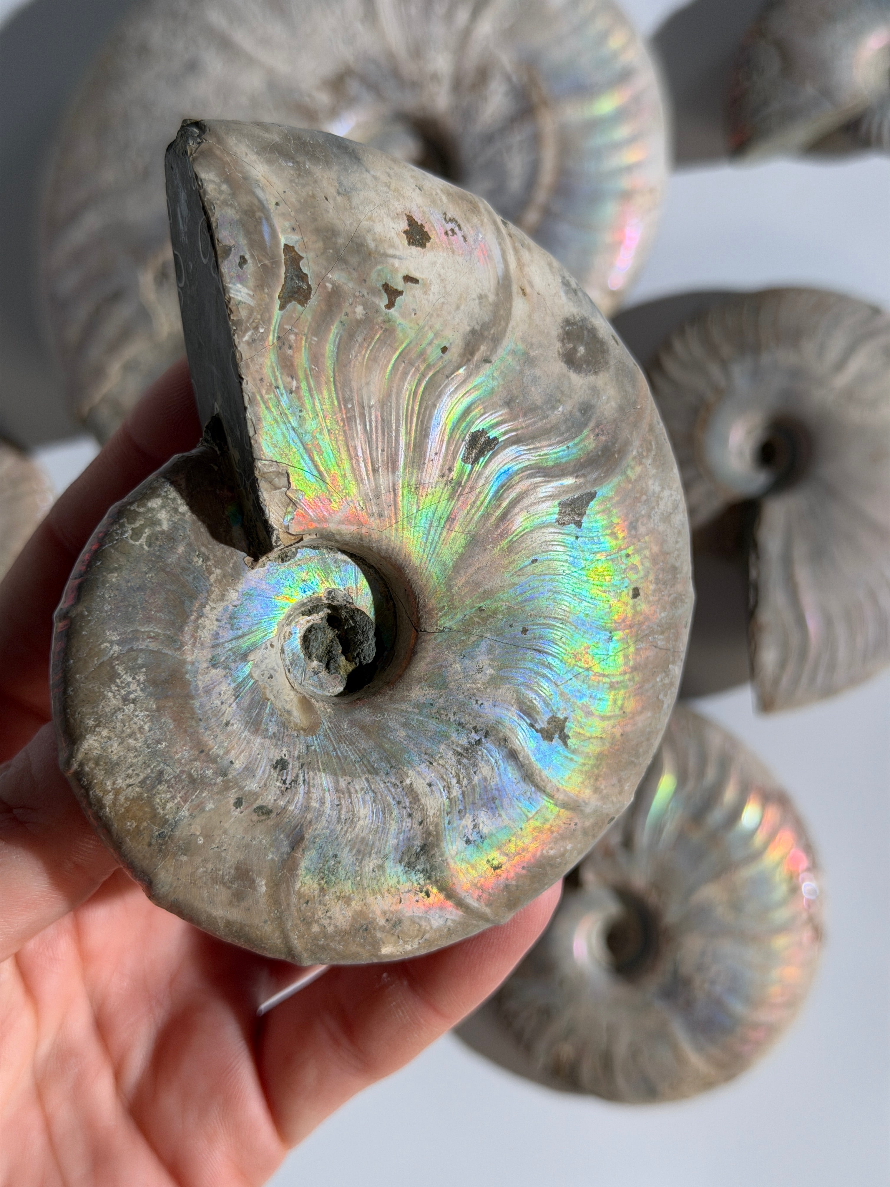 Rainbow Ammonit Fossil