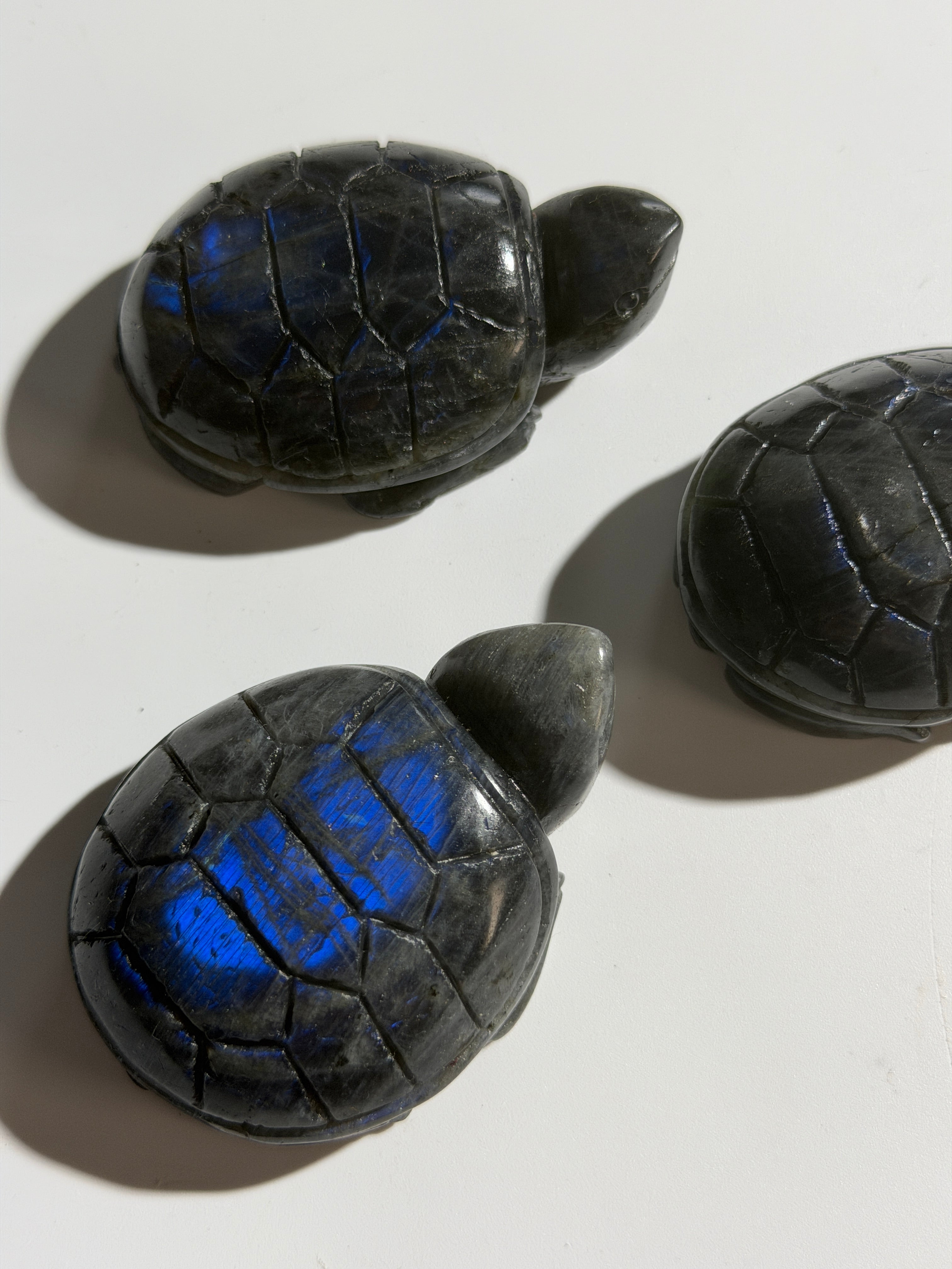 Labradorit Schildkröte | Ocean Flash