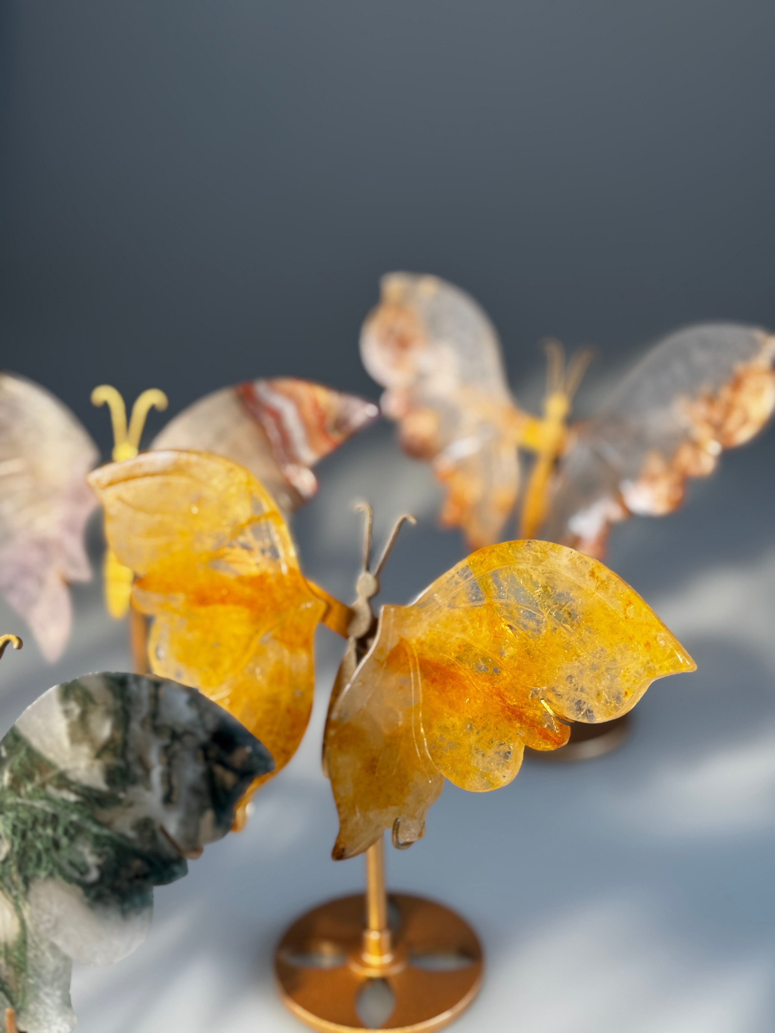 Mystery Schmetterling