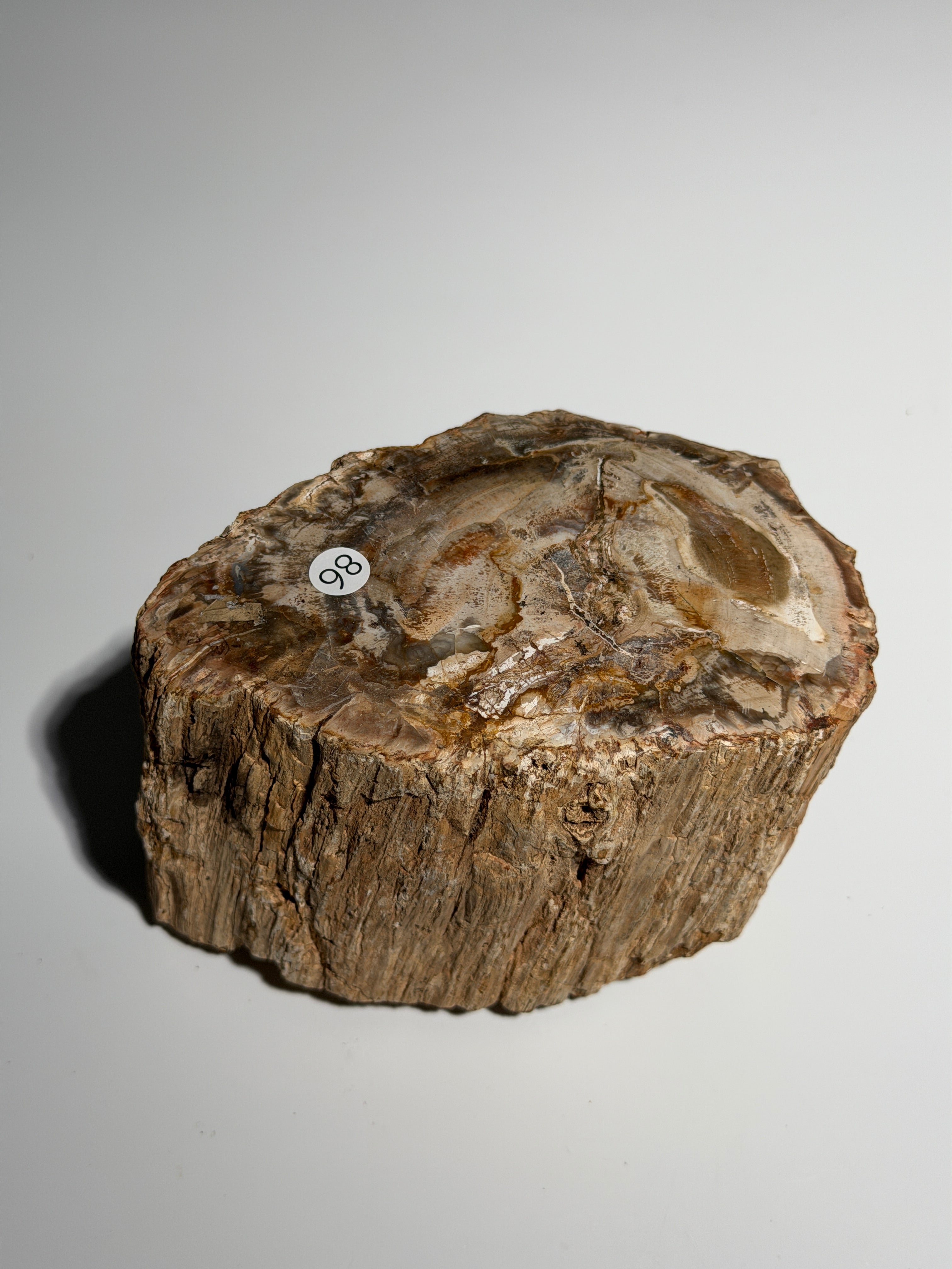 Versteinertes Holz