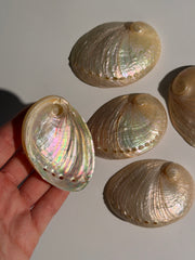 Muschel 🐚