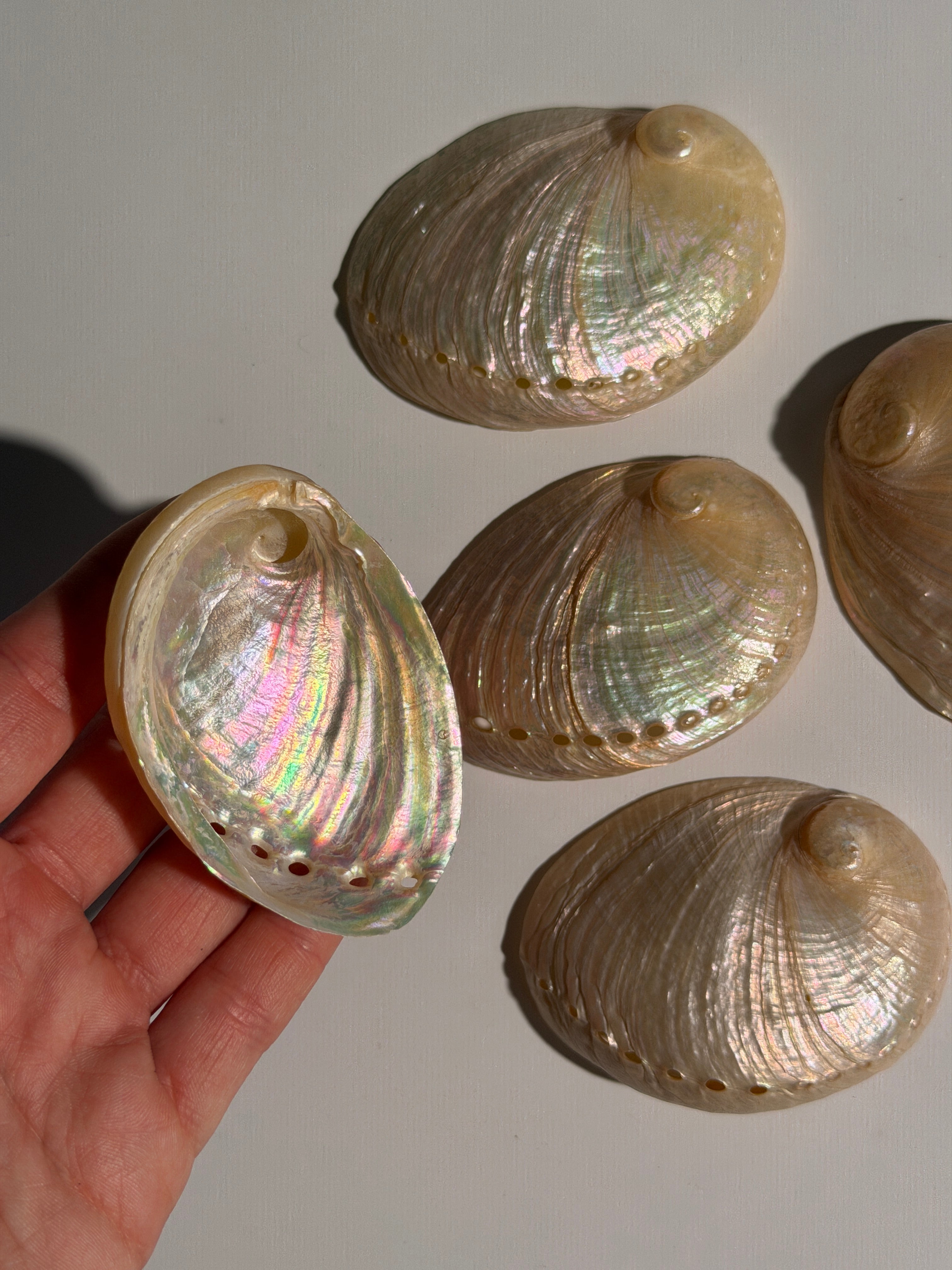 Muschel 🐚