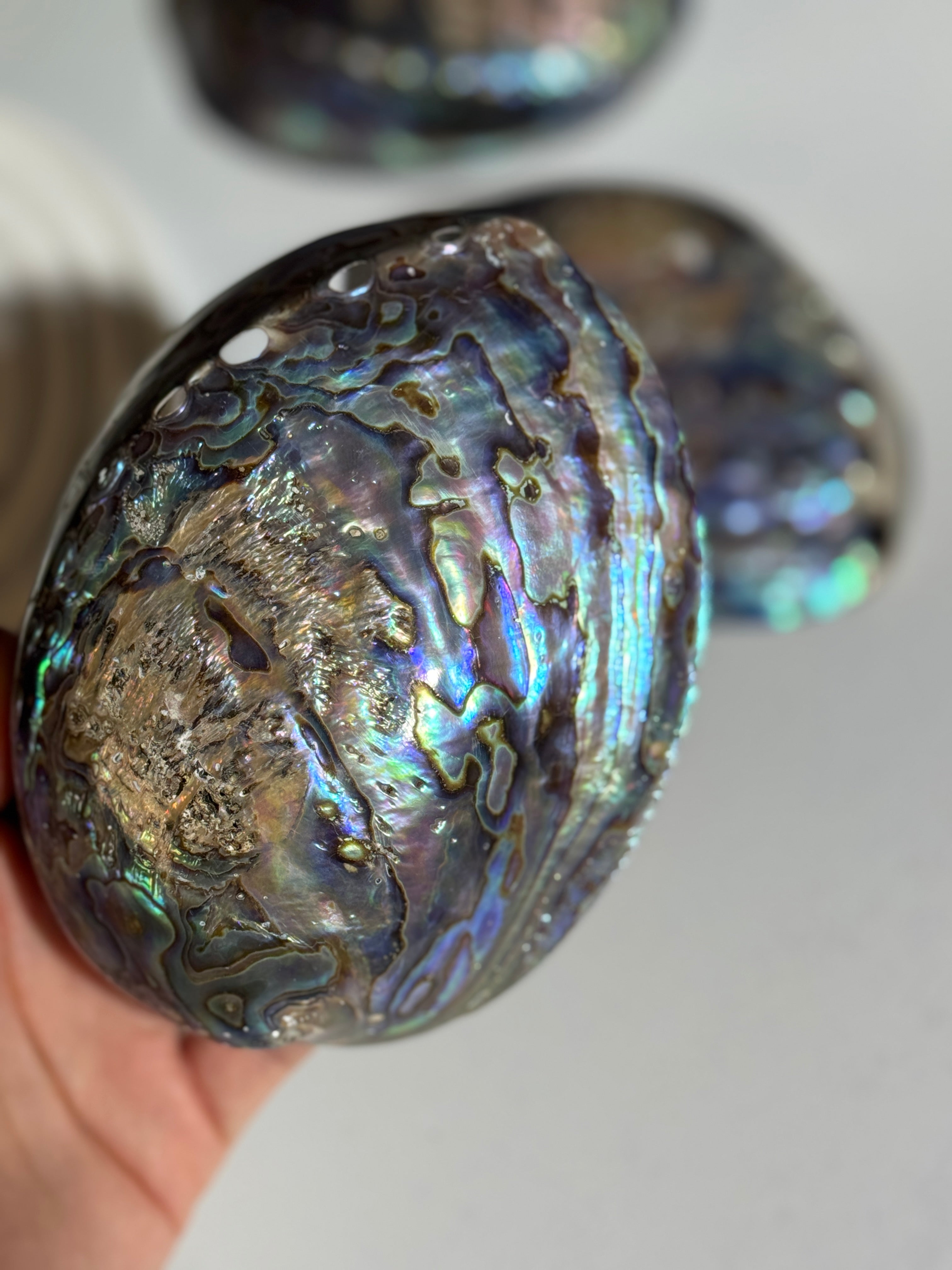 Abalone Muschel