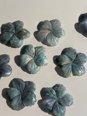 Labradorit Blume