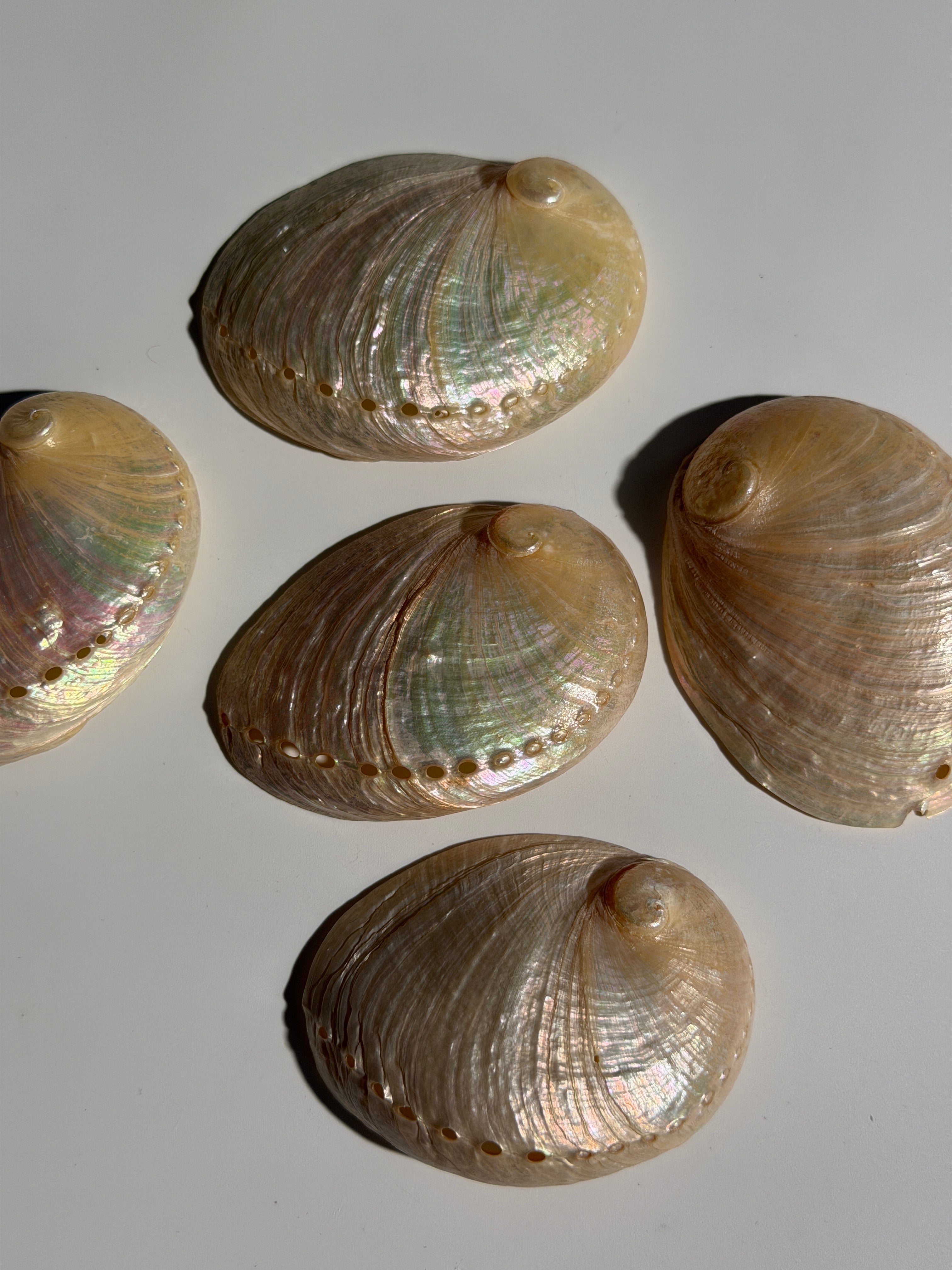 Muschel 🐚