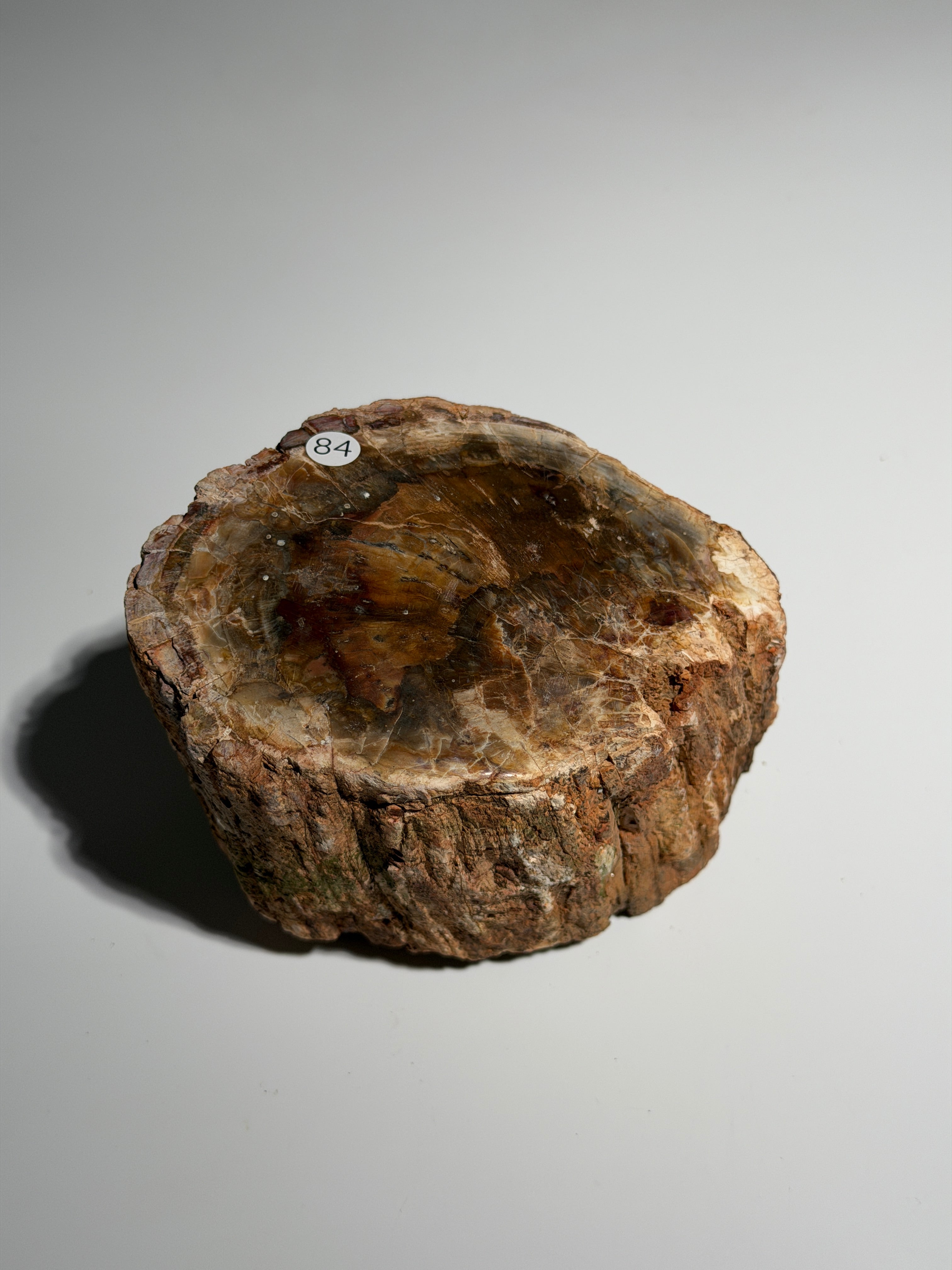 Versteinertes Holz