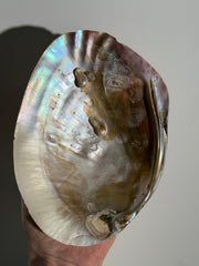 Rainbow Muschel