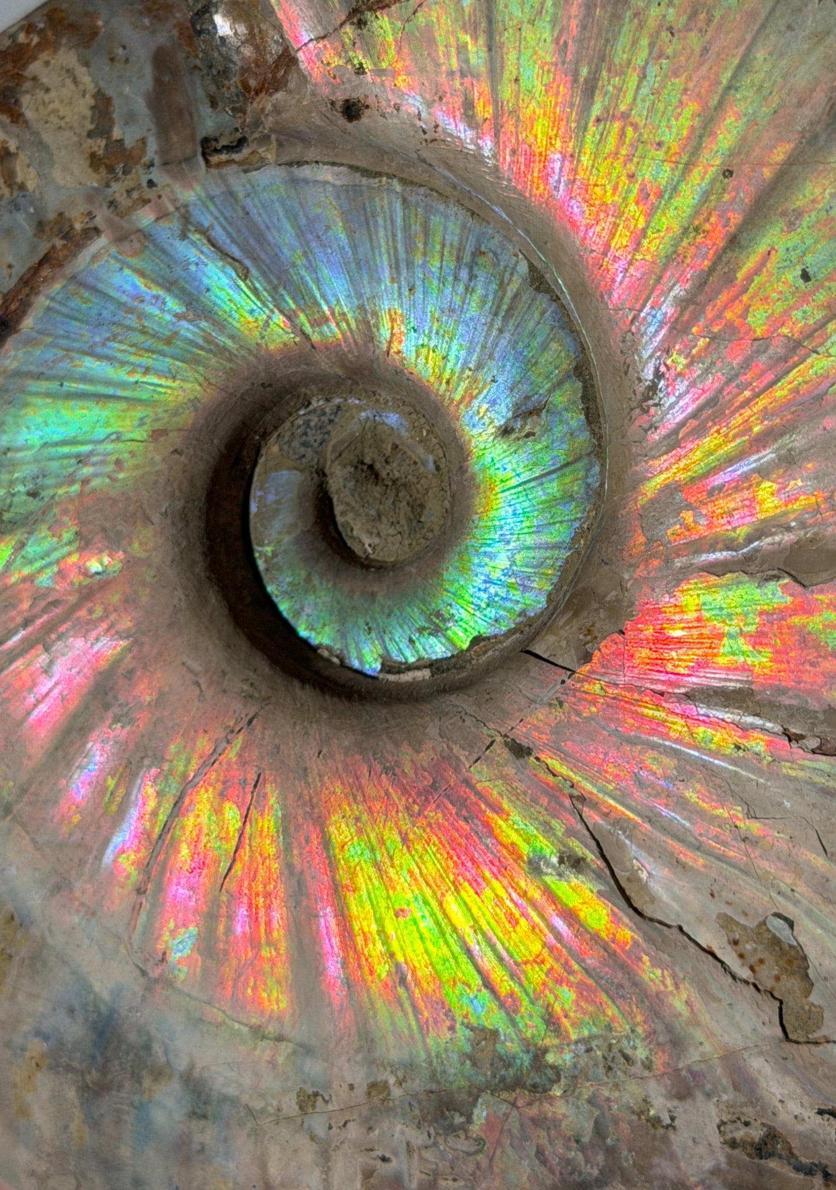 Rainbow Ammonit Fossil XL