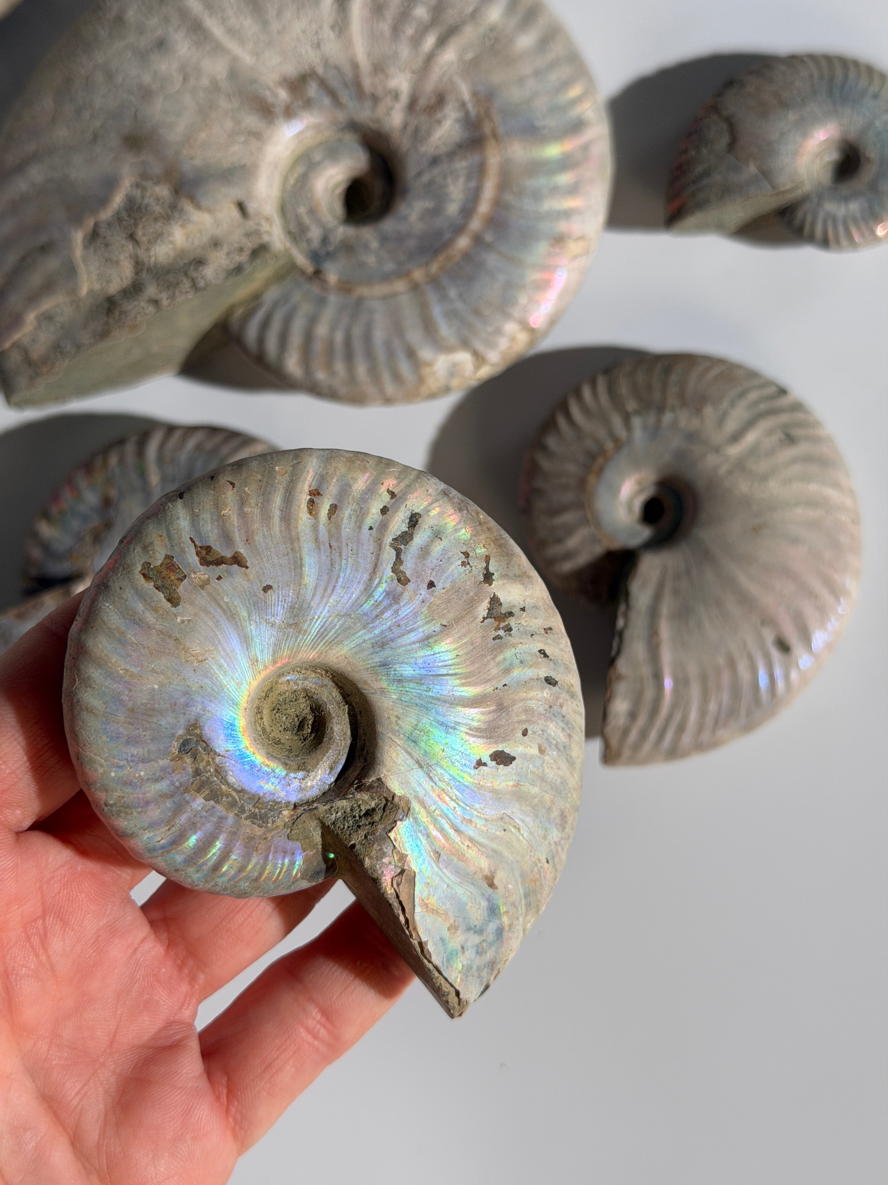 Rainbow Ammonit Fossil