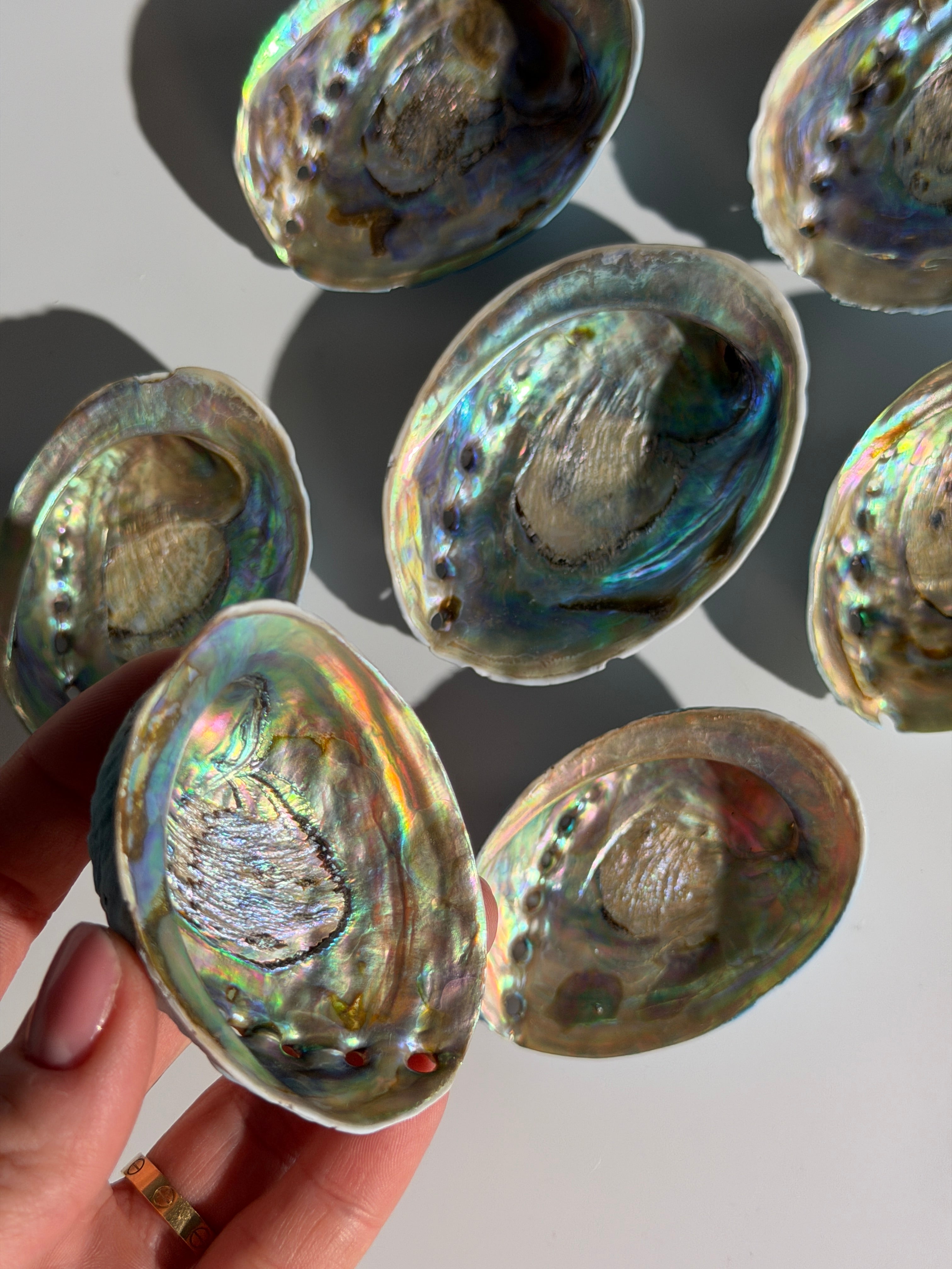 Abalone Muschel