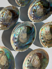 Abalone Muschel