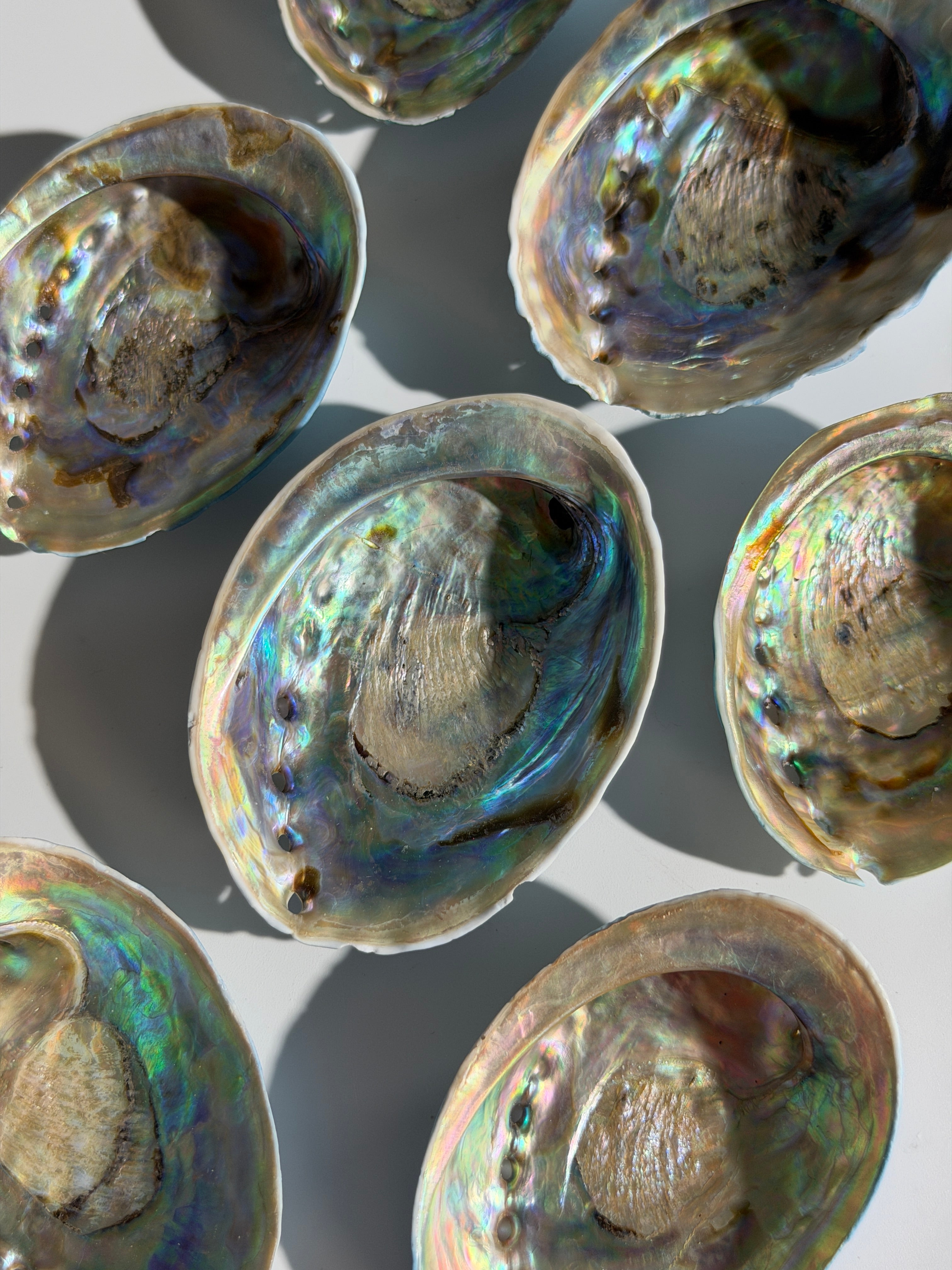 Abalone Muschel