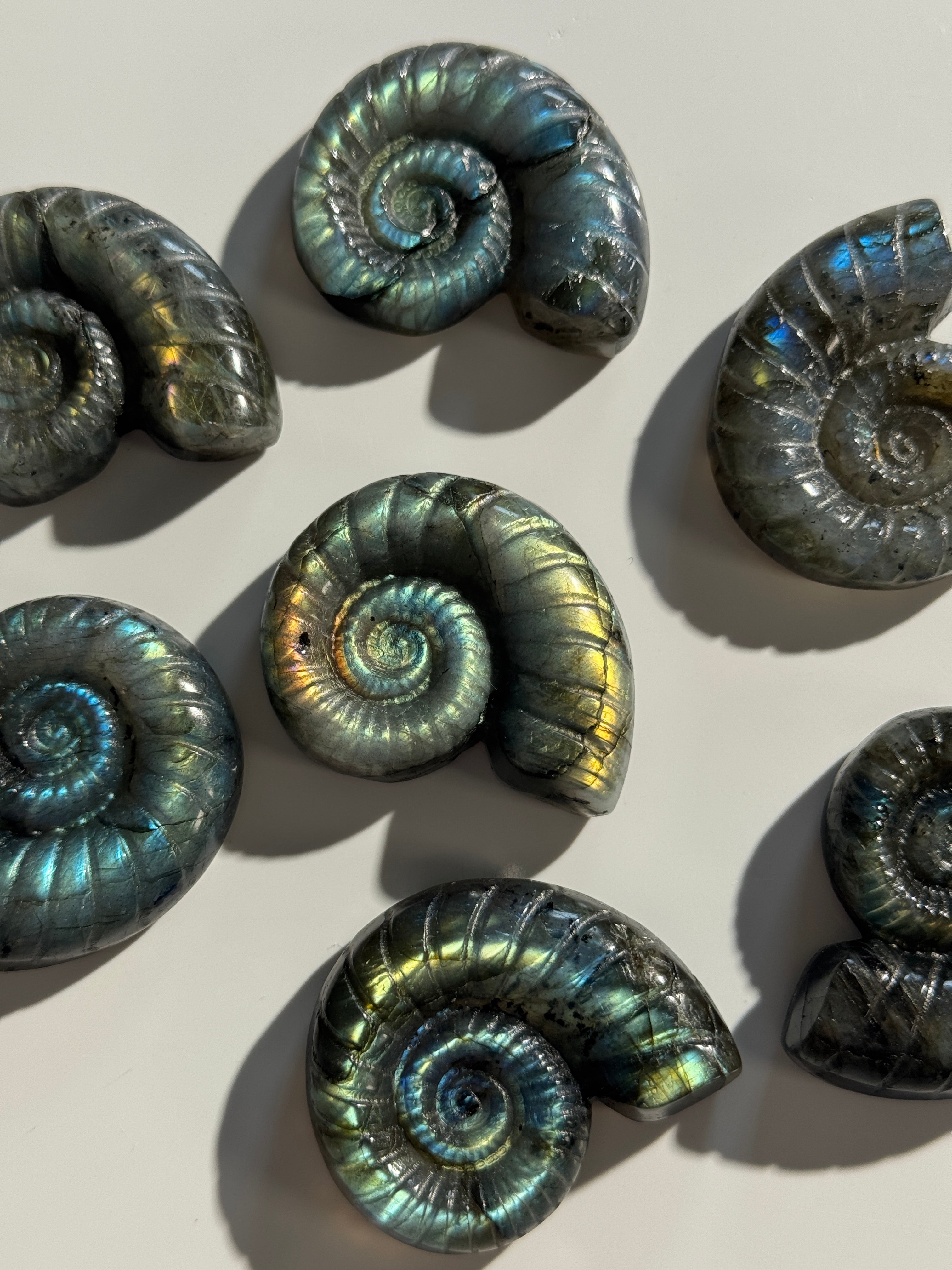 Labradorit Ammonite