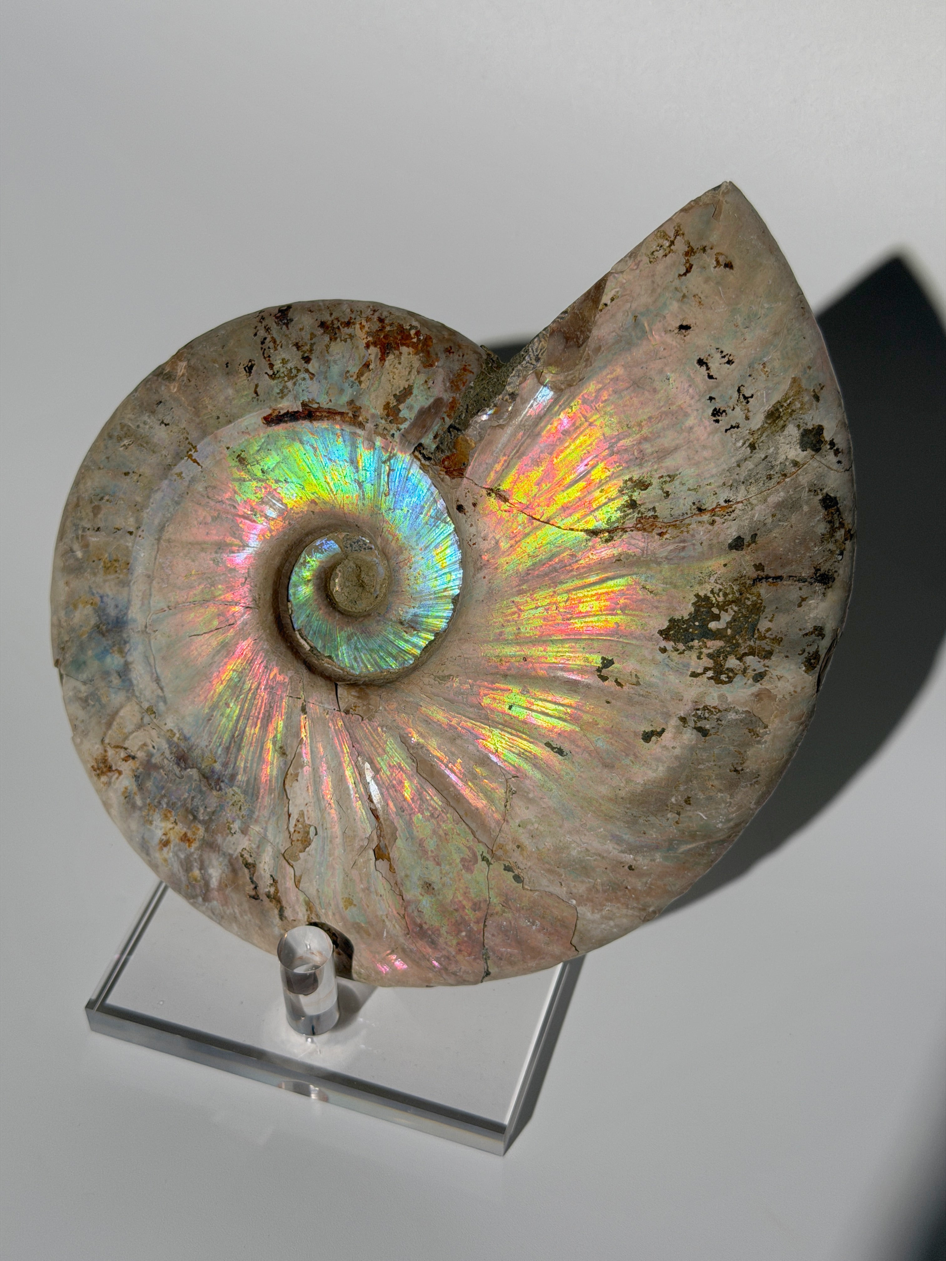 Rainbow Ammonit Fossil XL