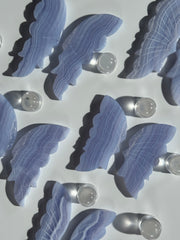 Blue lace Achat Schmetterling