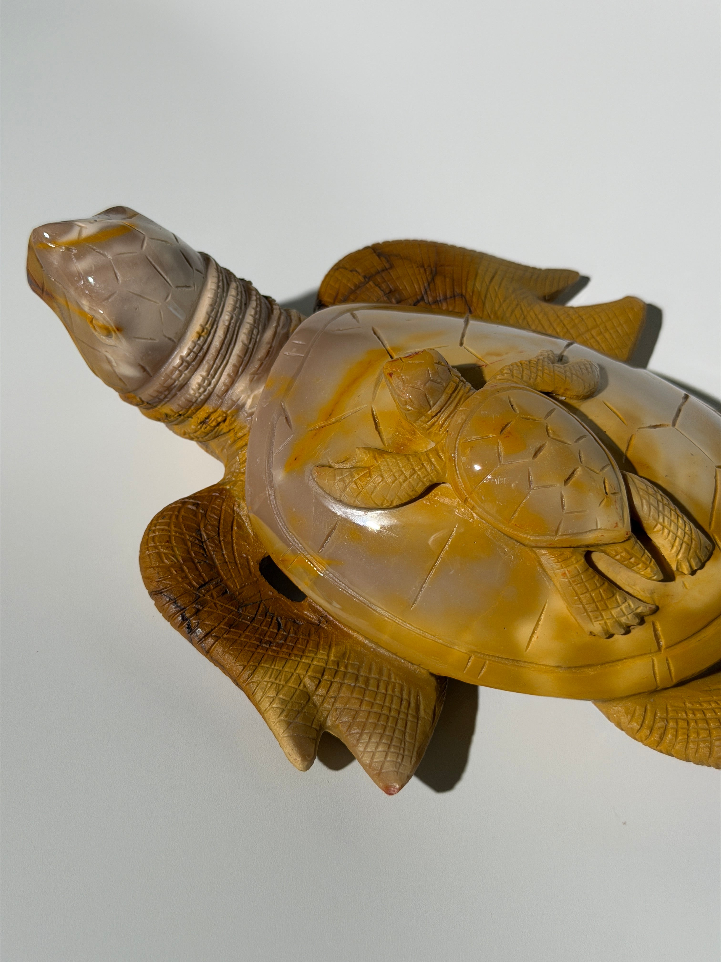 Mookait Schildkröte 🐢