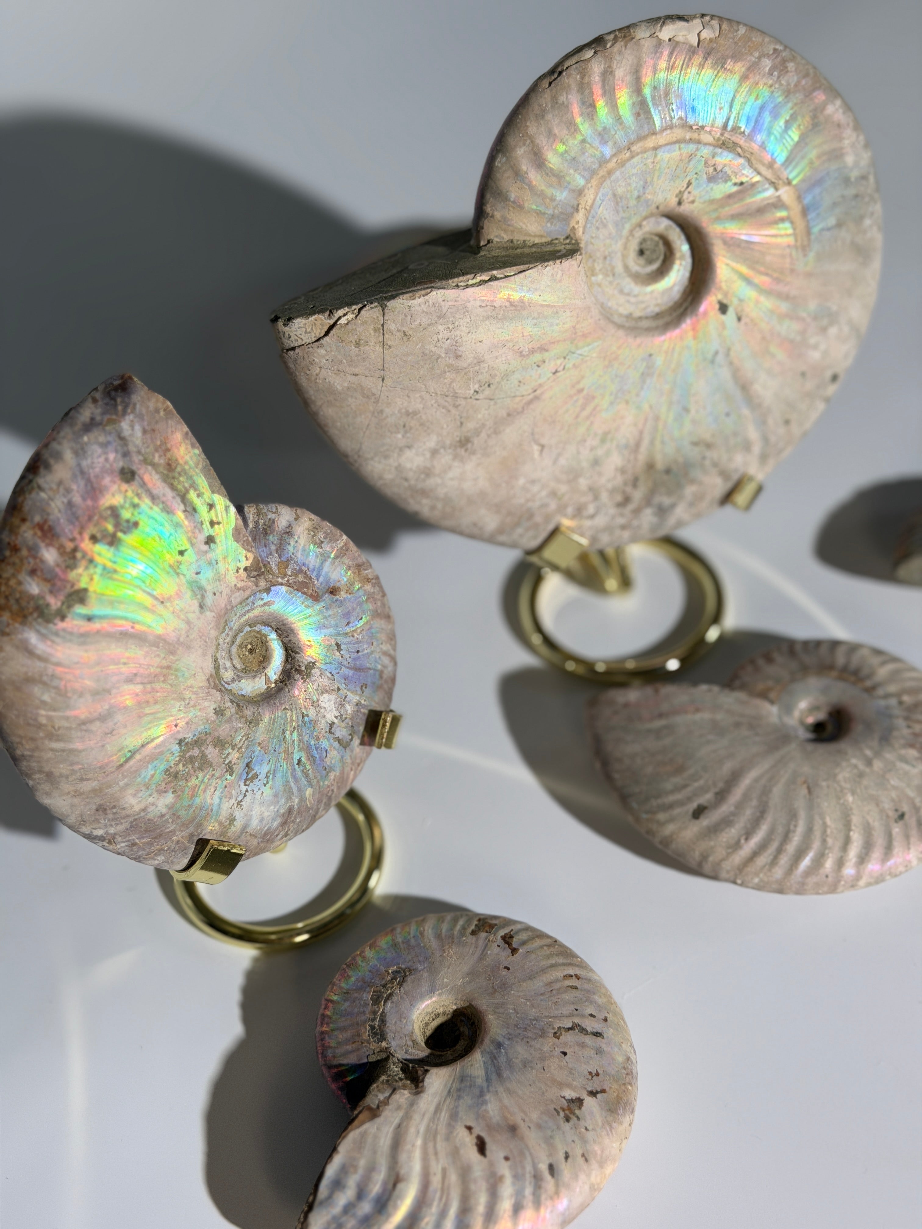 Rainbow Ammonit Fossil