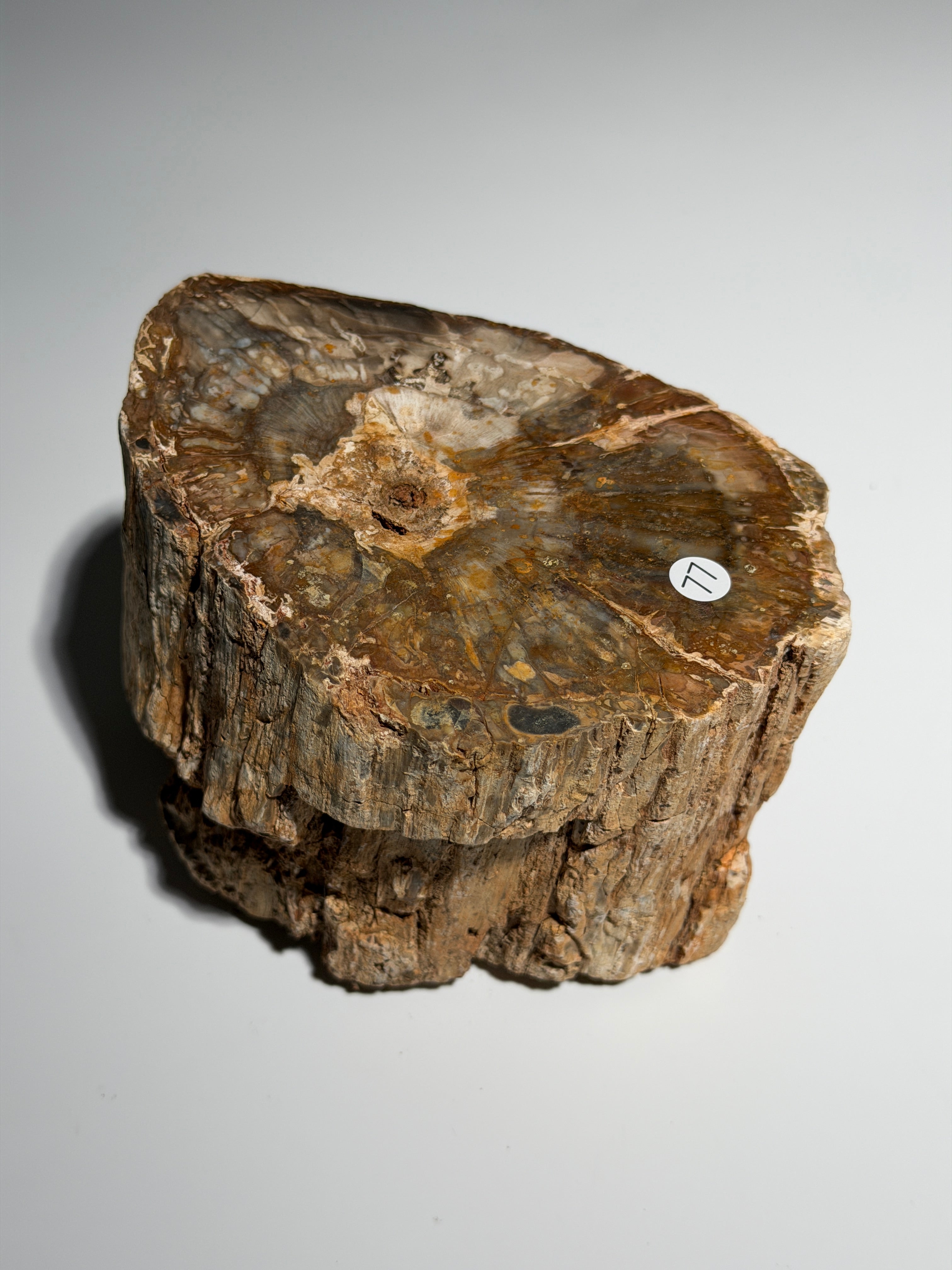 Versteinertes Holz