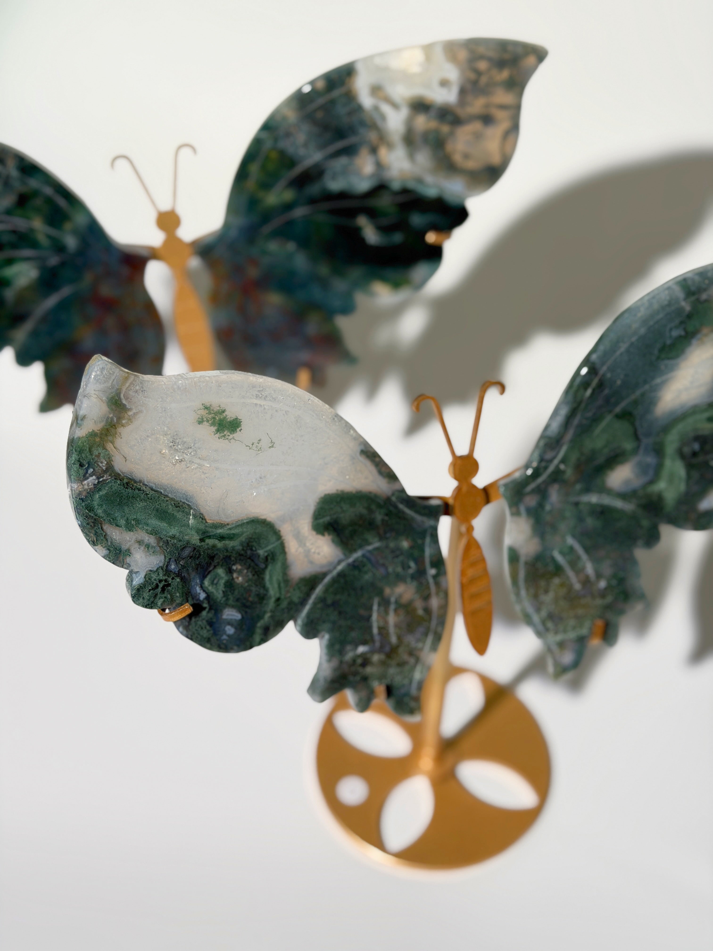 Moosachat Schmetterling XL