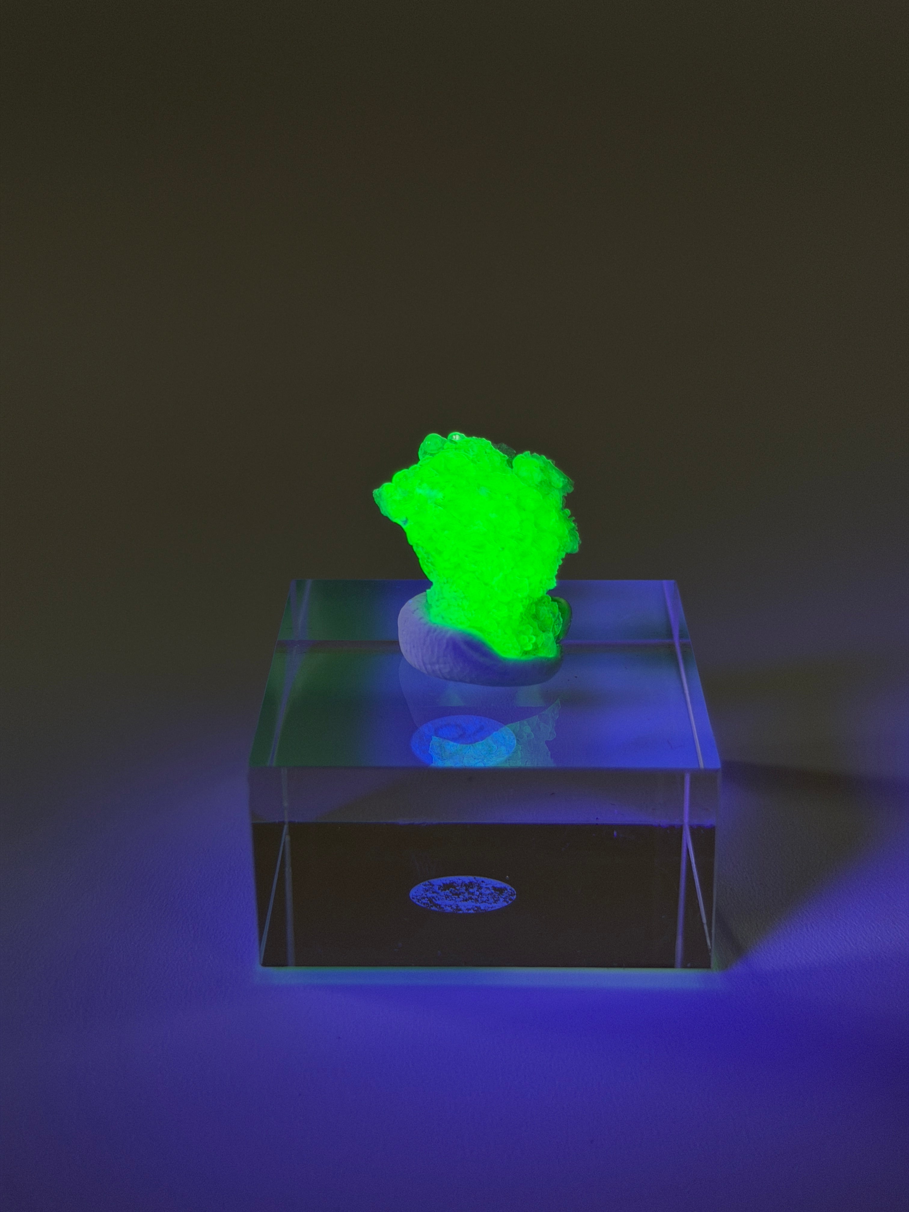 Hyalit Opal | starke UV-Reaktion | small