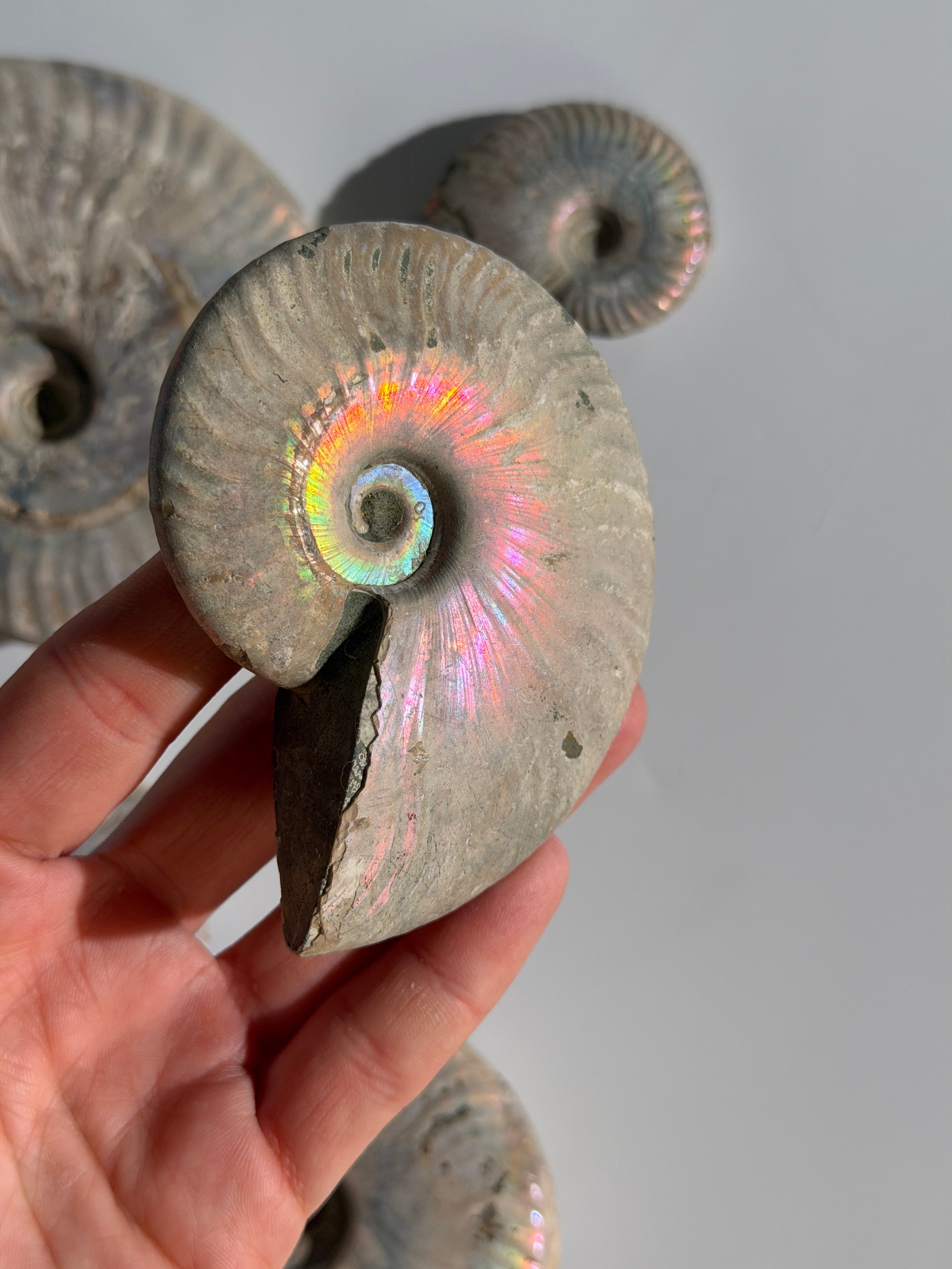 Rainbow Ammonit Fossil