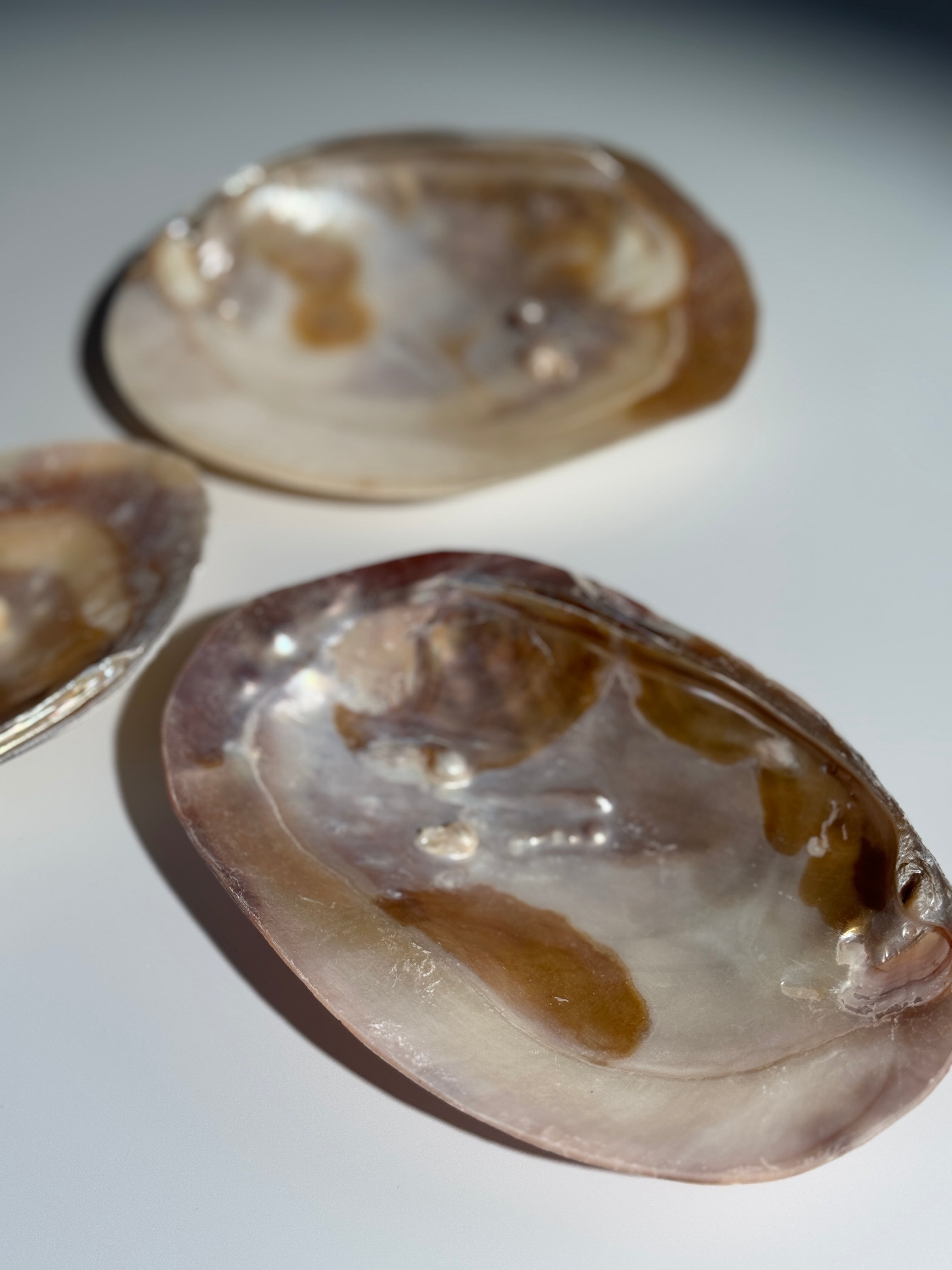 Muschel