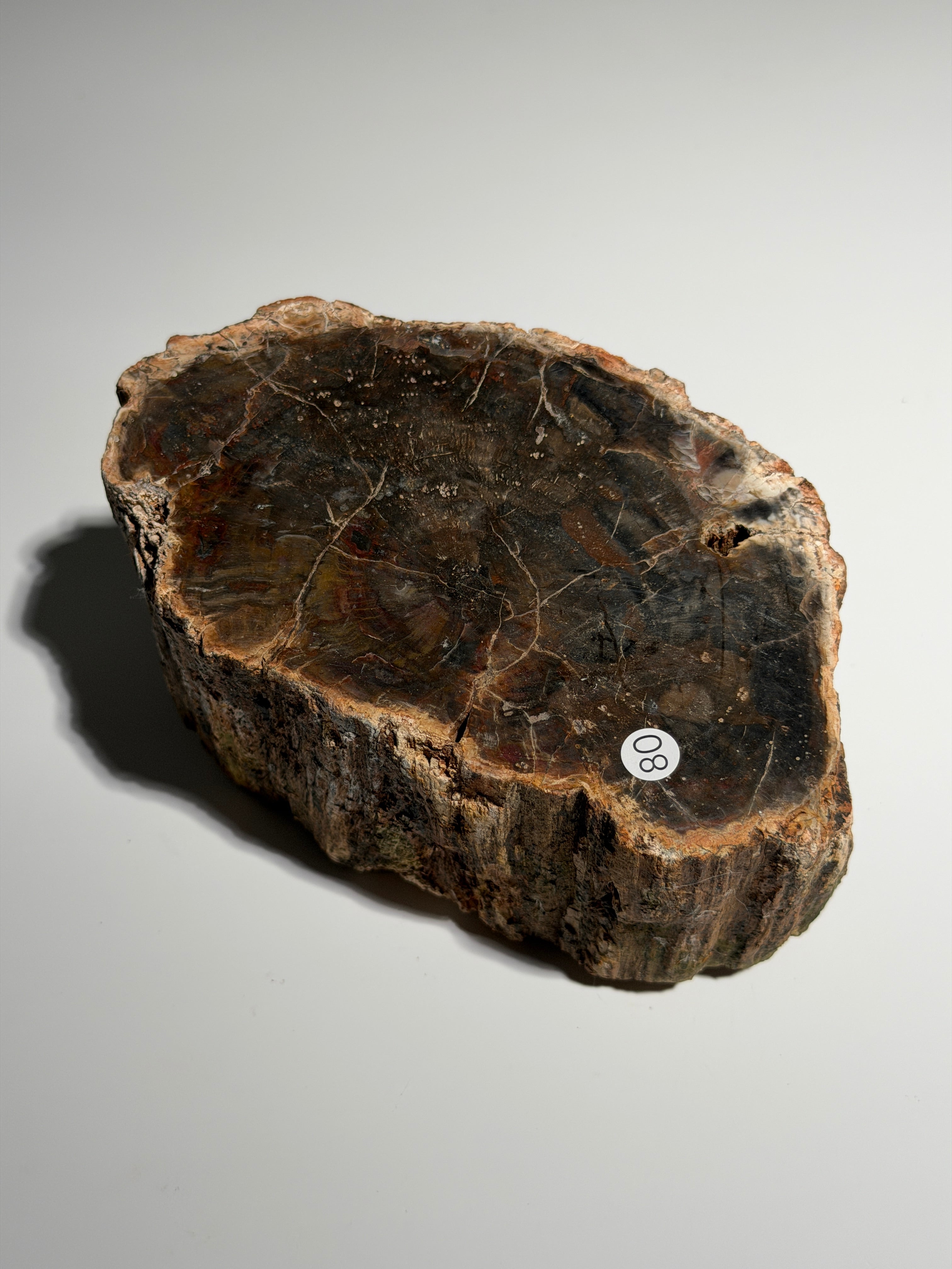 Versteinertes Holz