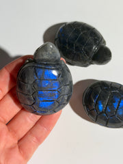 Labradorit Schildkröte | Ocean Flash