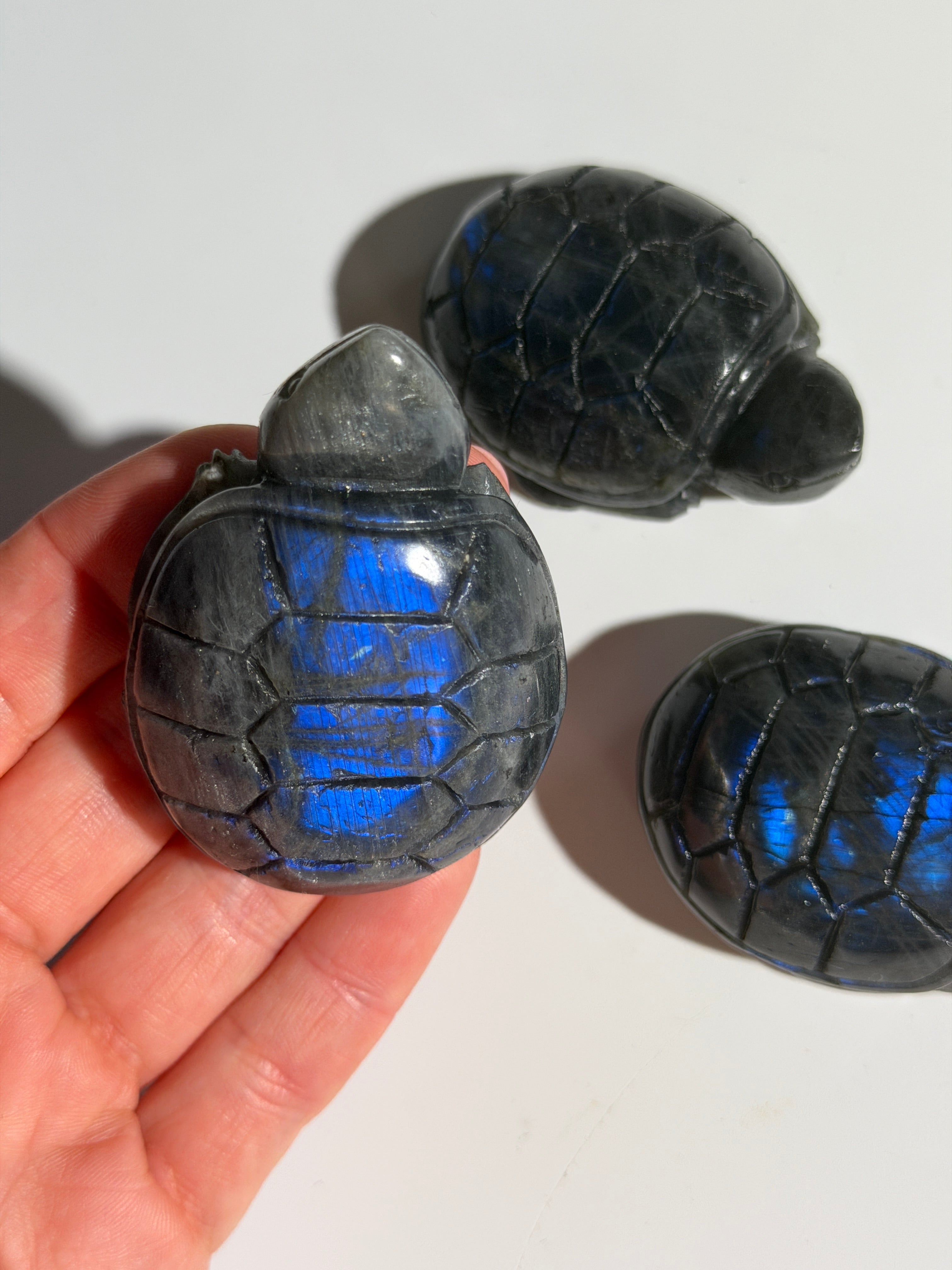 Labradorit Schildkröte | Ocean Flash