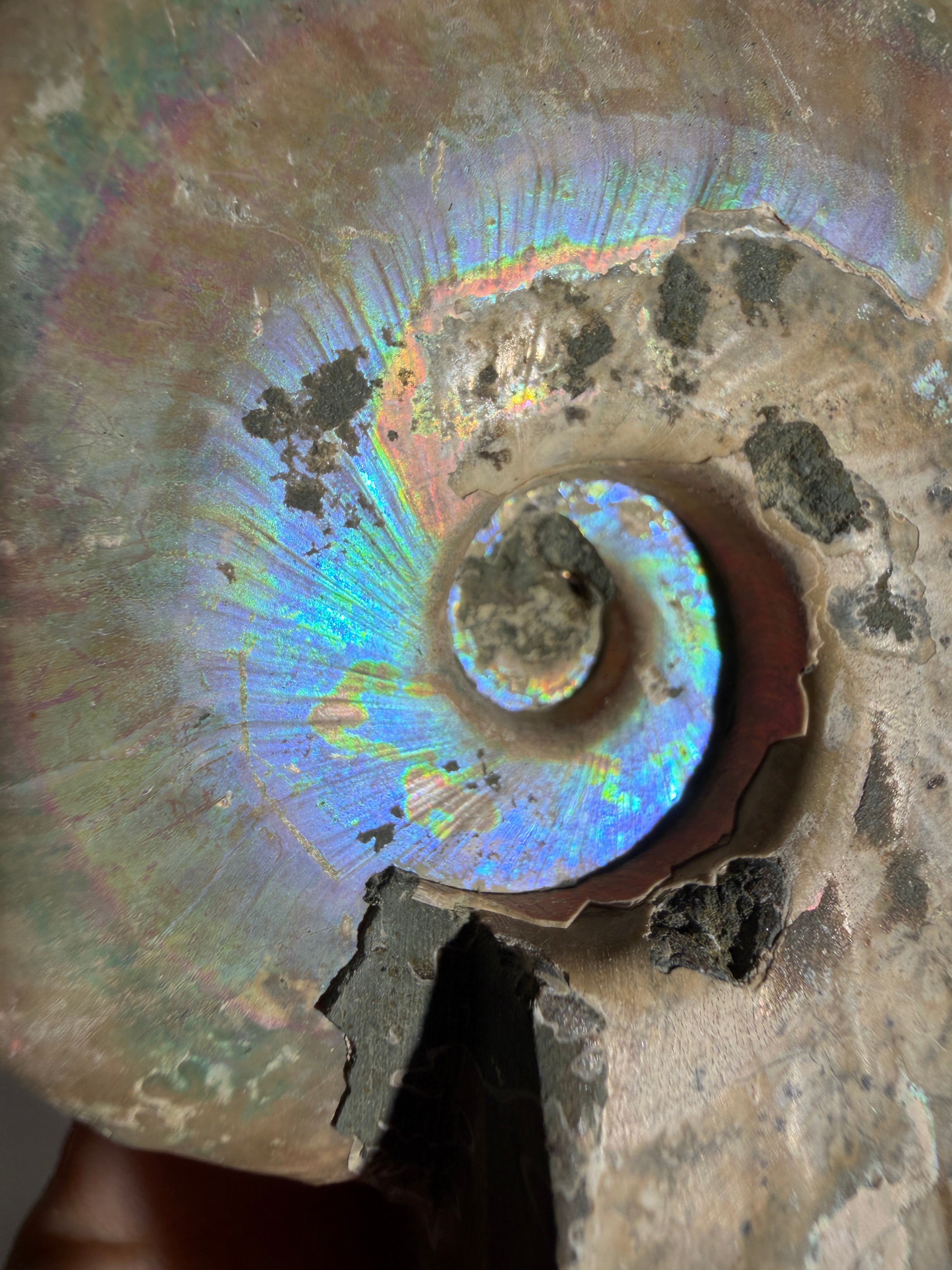 Rainbow Ammonit Fossil