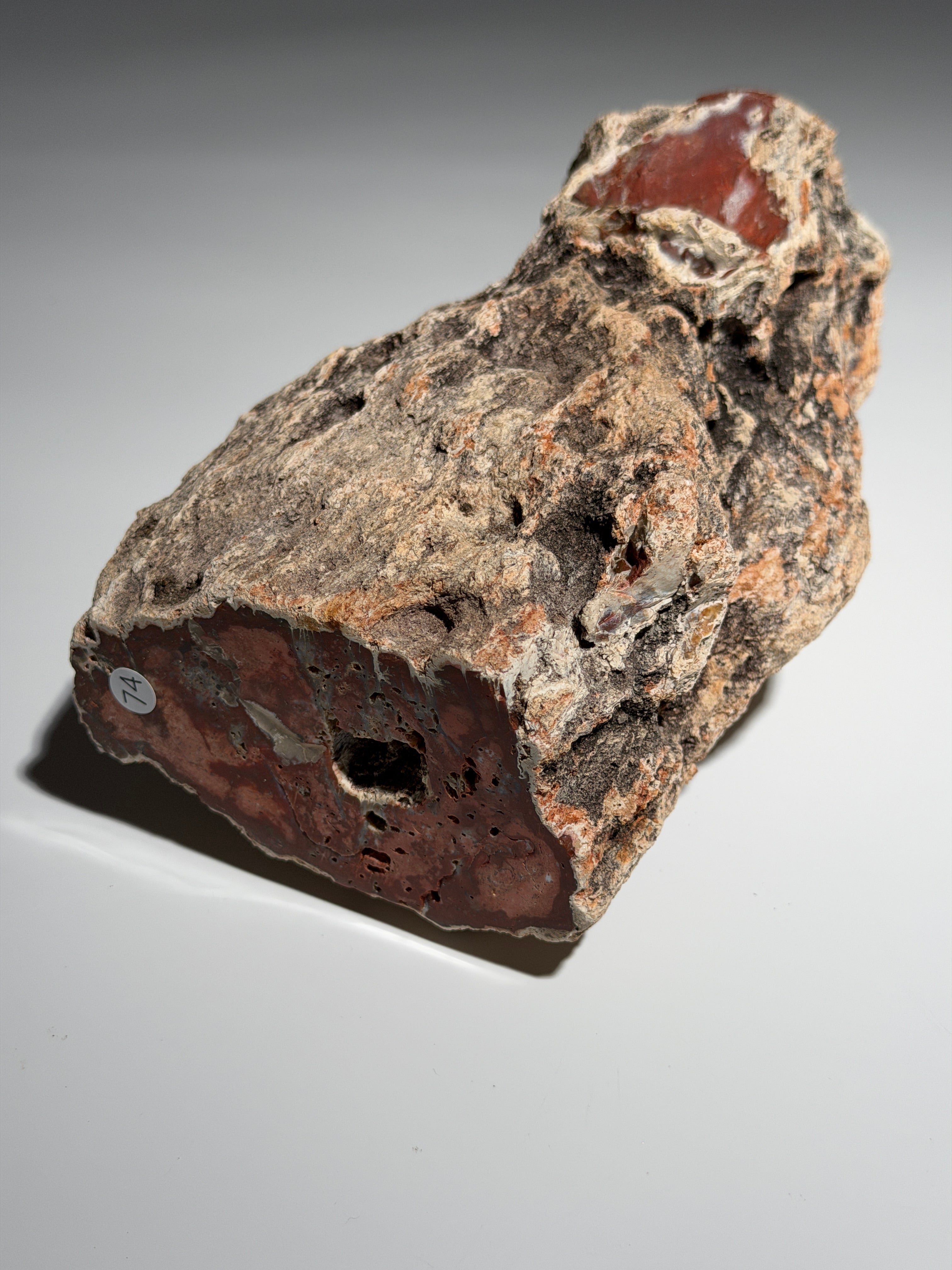 Versteinertes Holz