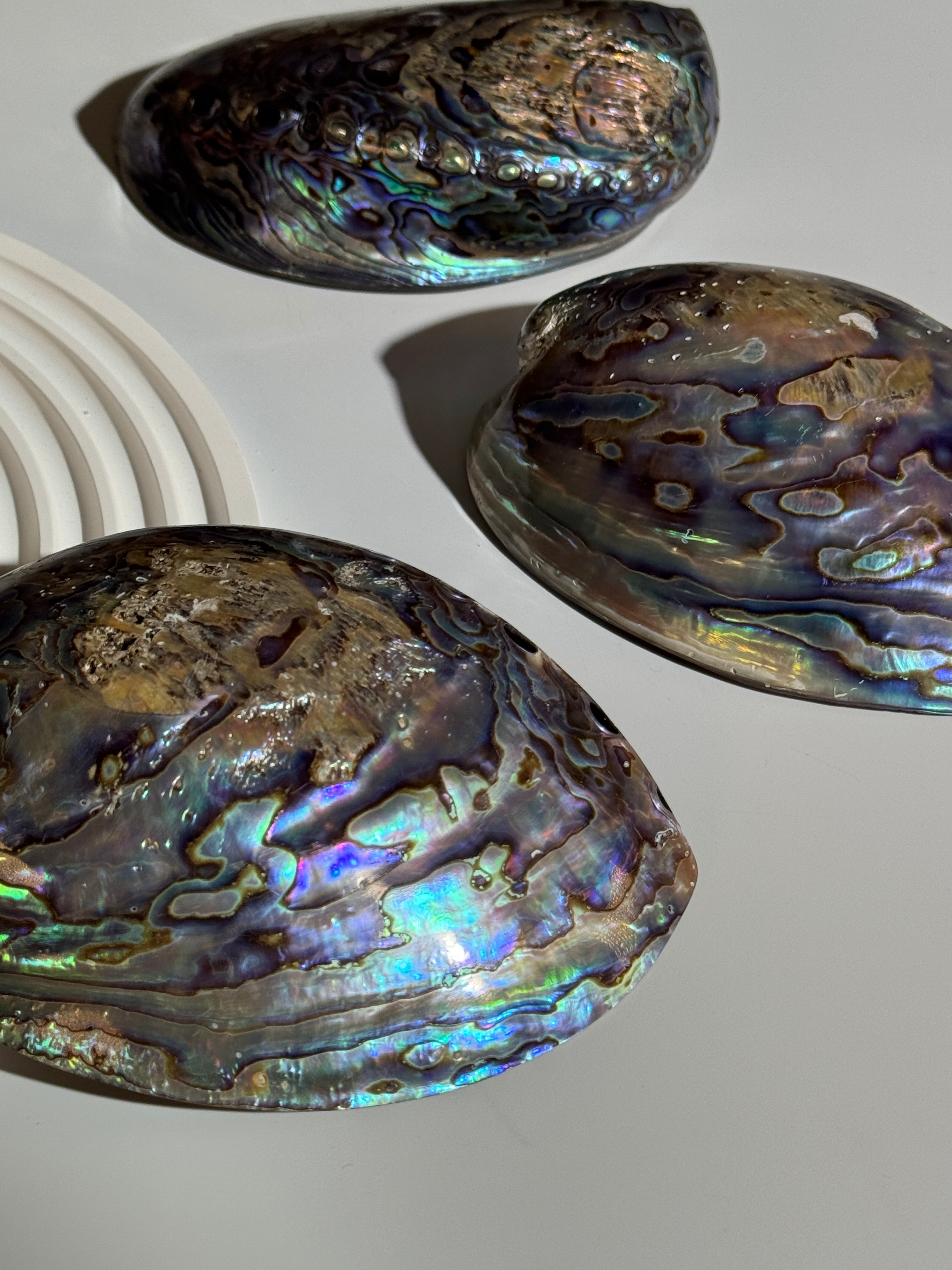 Abalone Muschel