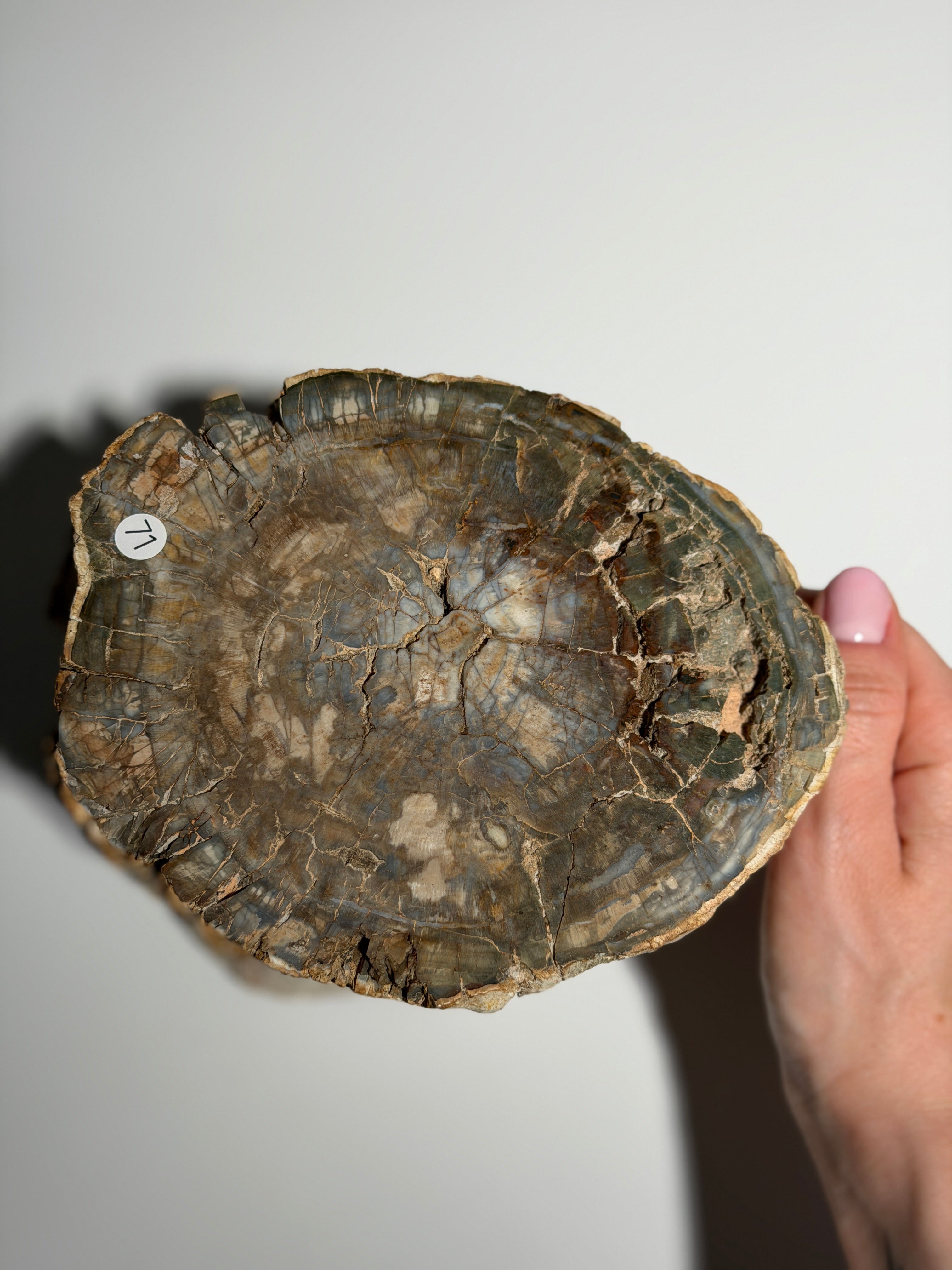 Versteinertes Holz