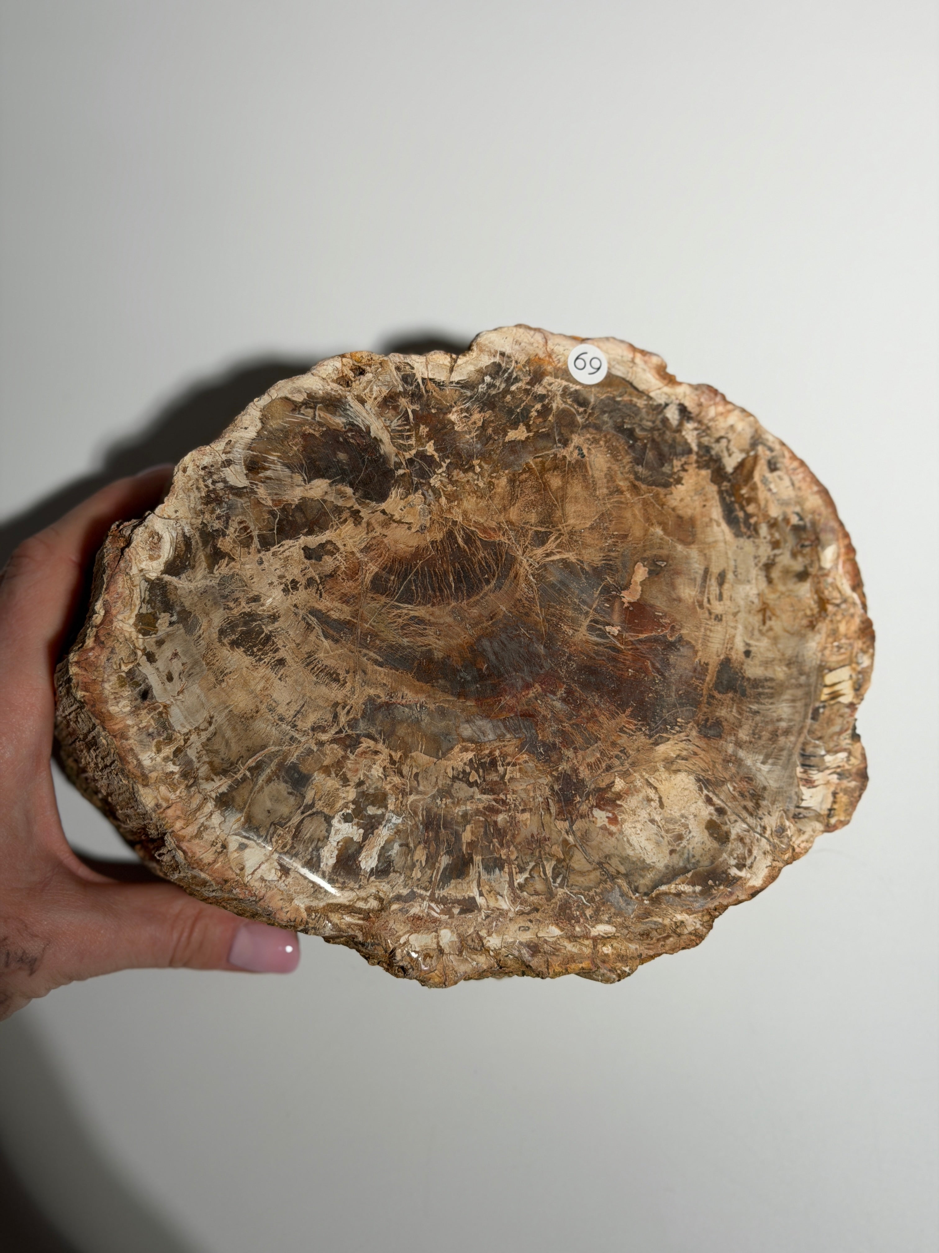 Versteinertes Holz