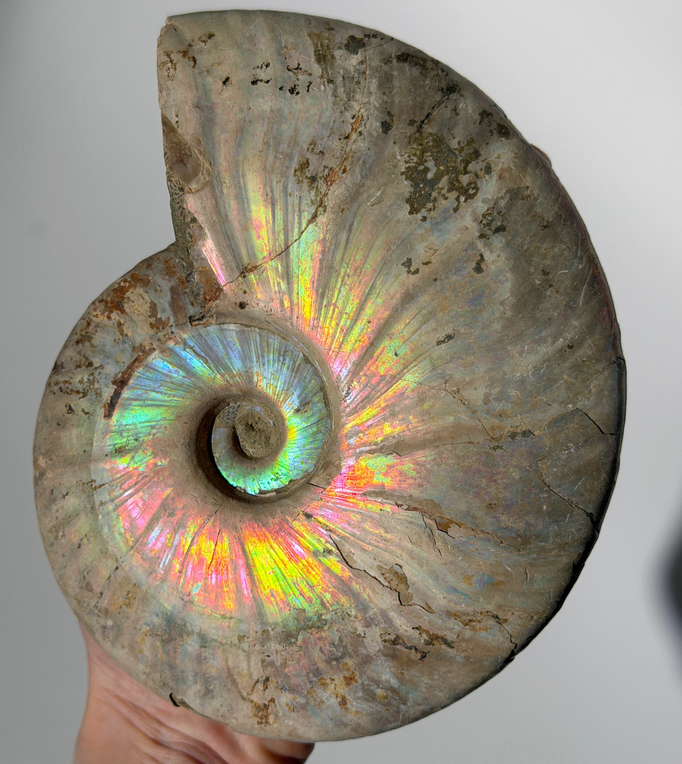 Rainbow Ammonit Fossil XL