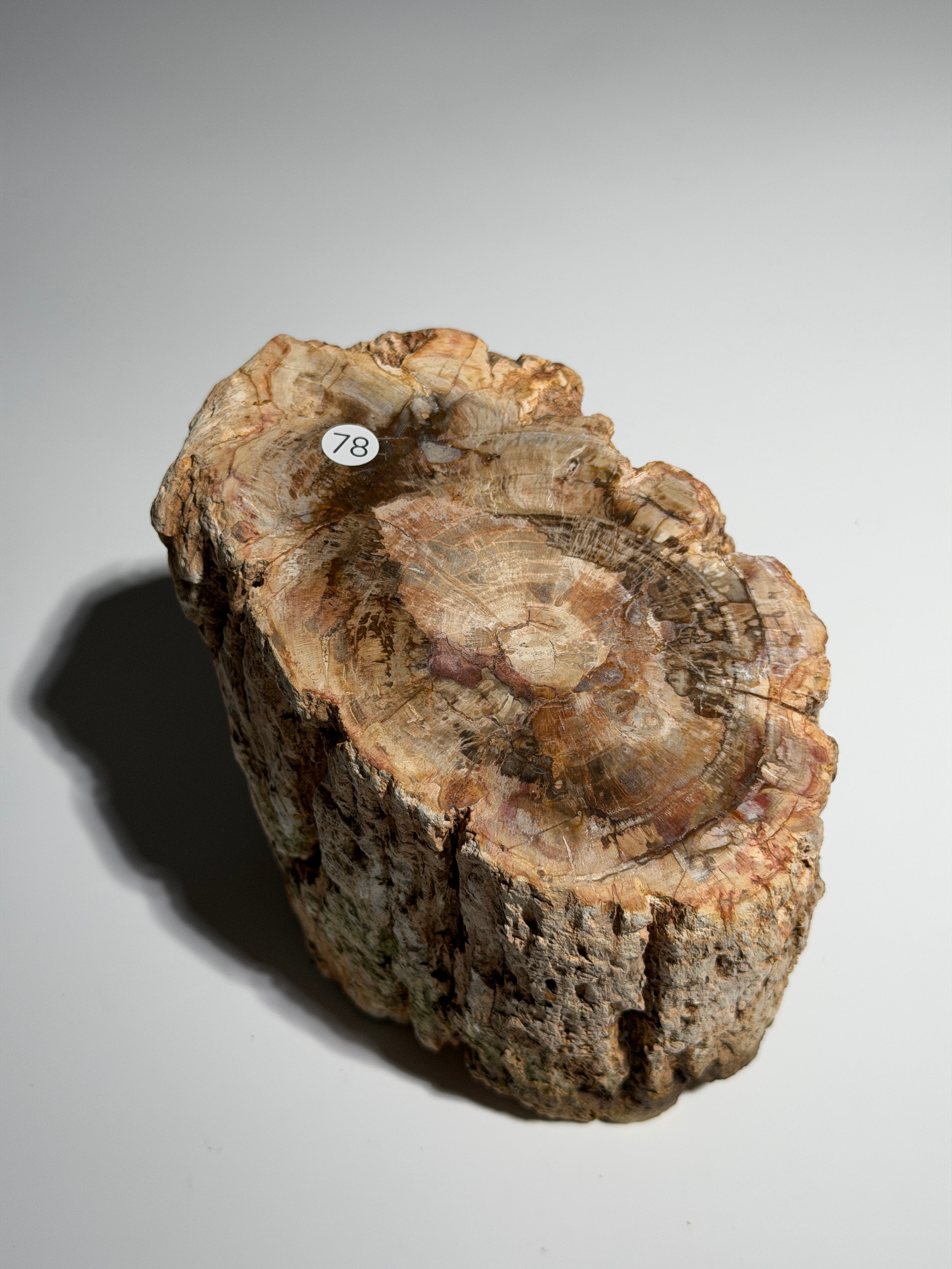 Versteinertes Holz