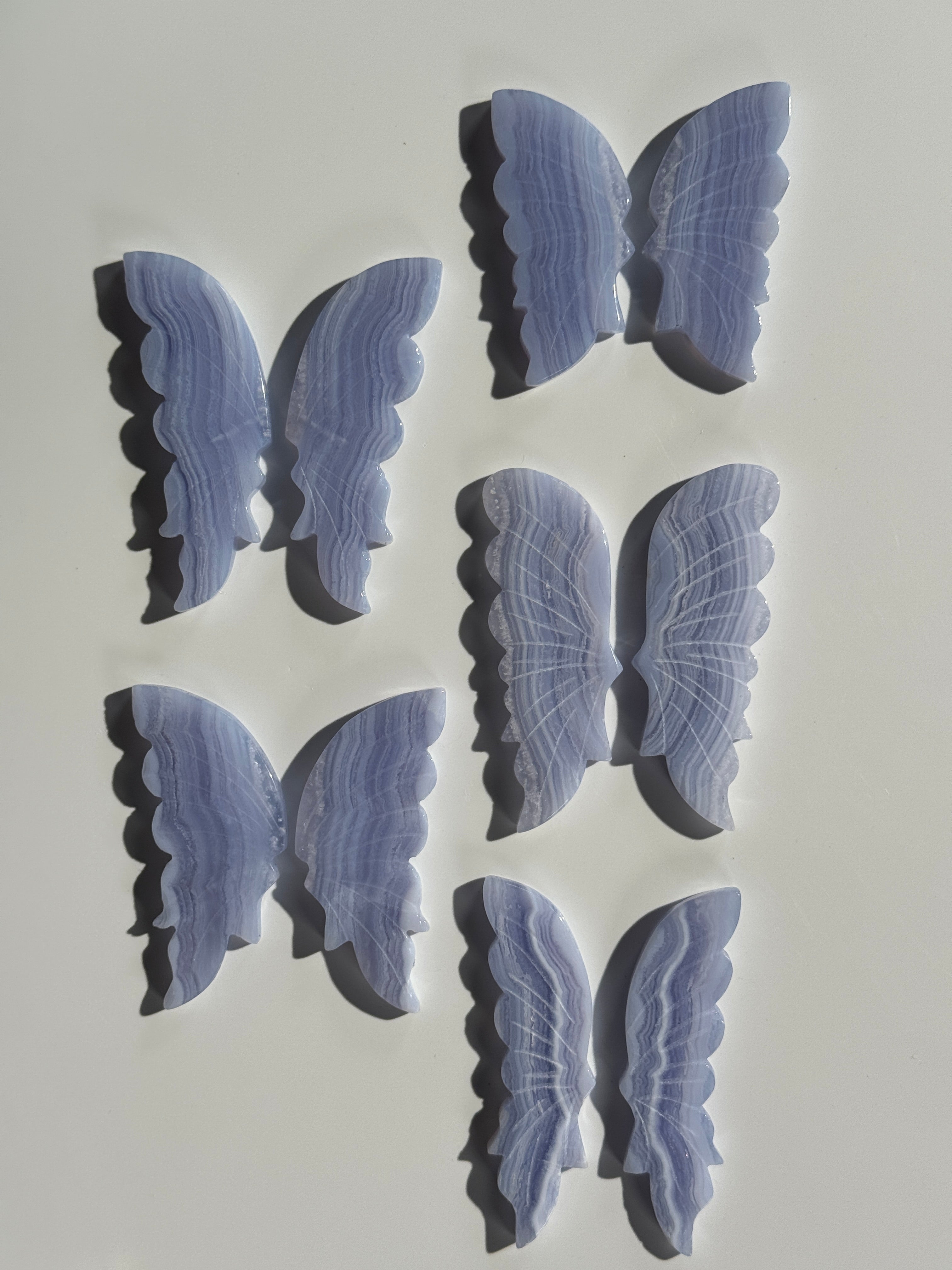 Blue lace Achat Schmetterling