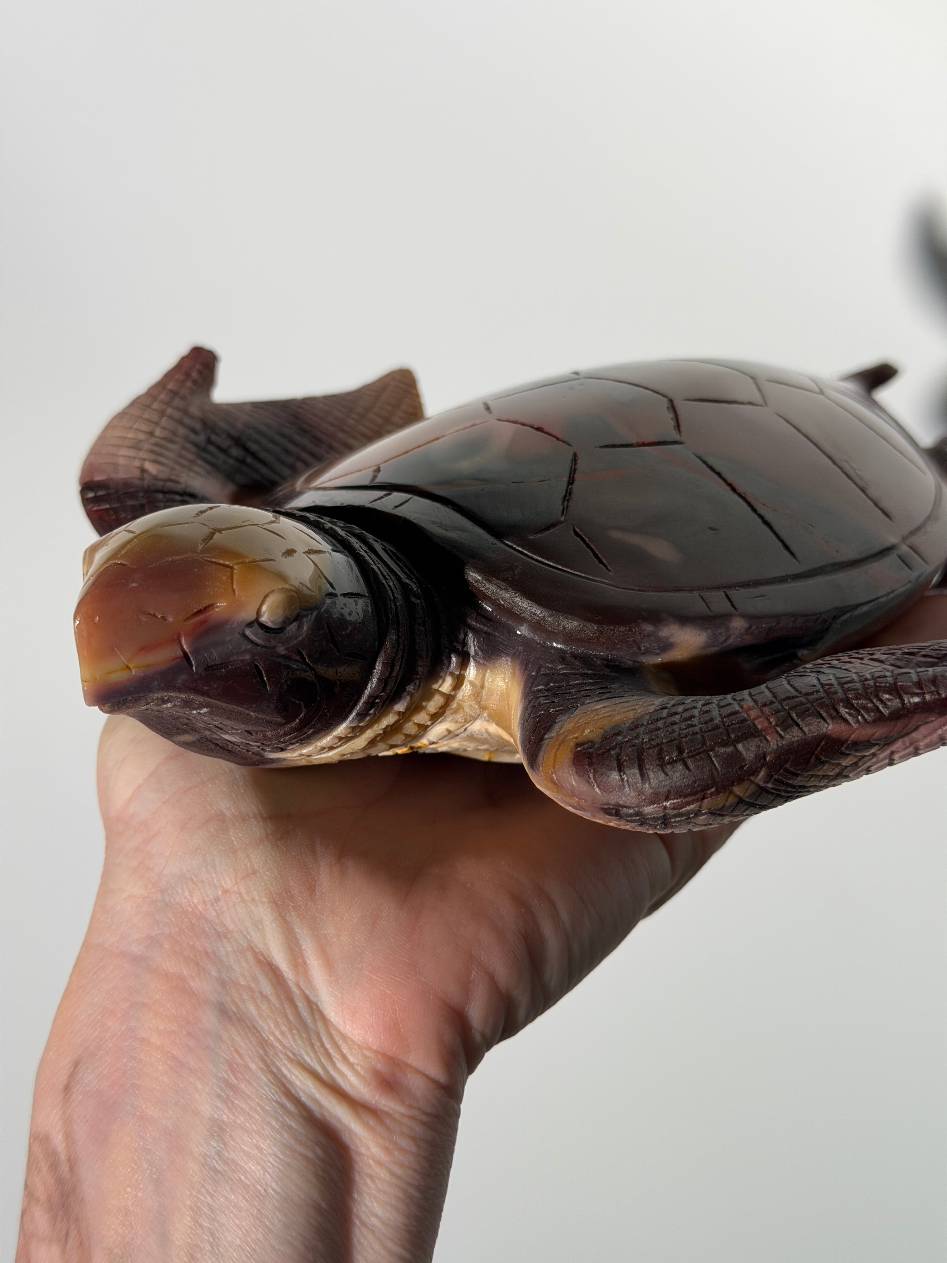 Mookait Schildkröte 🐢