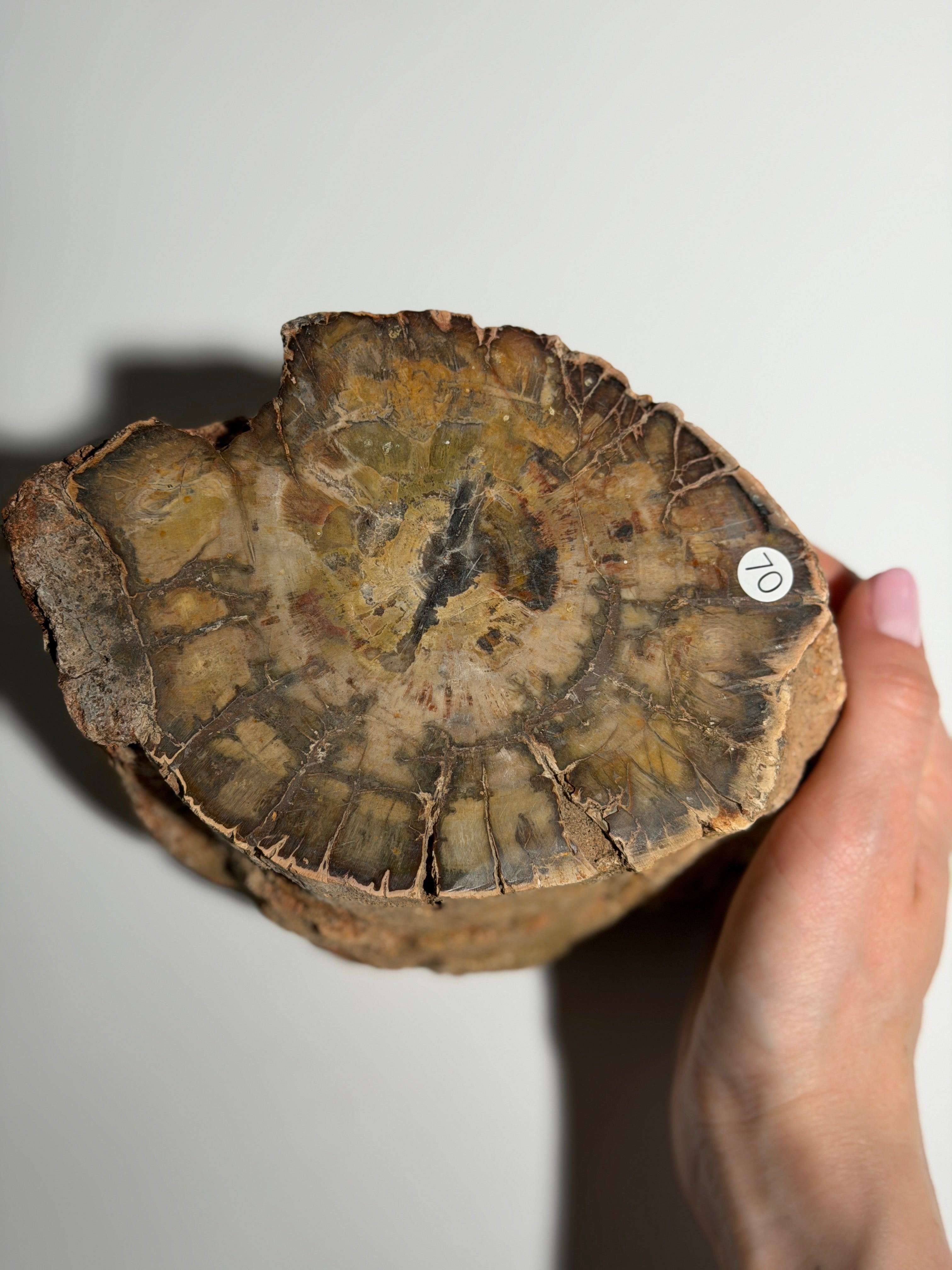 Versteinertes Holz