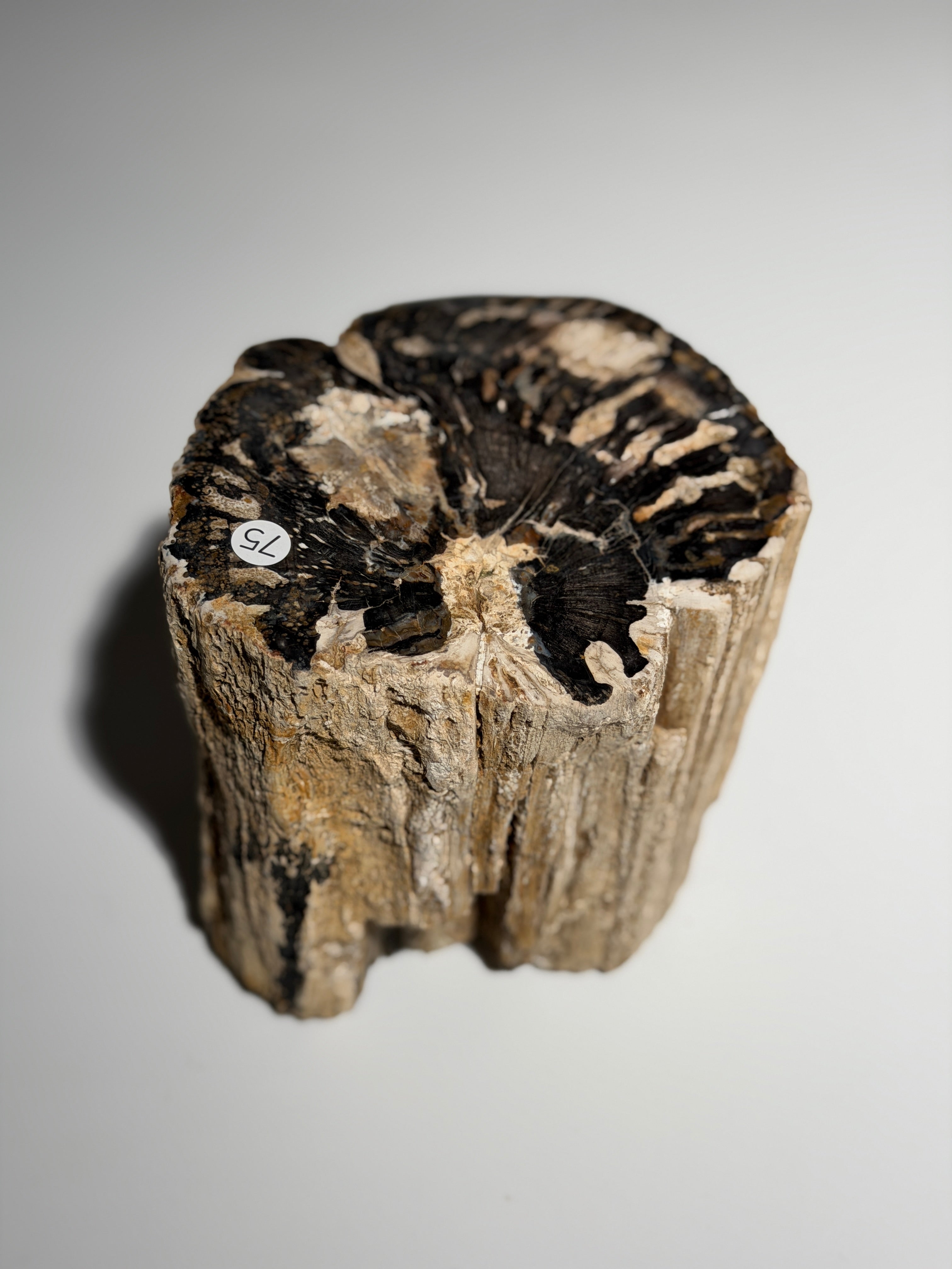Versteinertes Holz