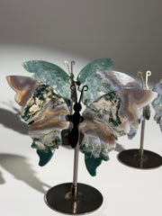 Moosachat Schmetterling SALE