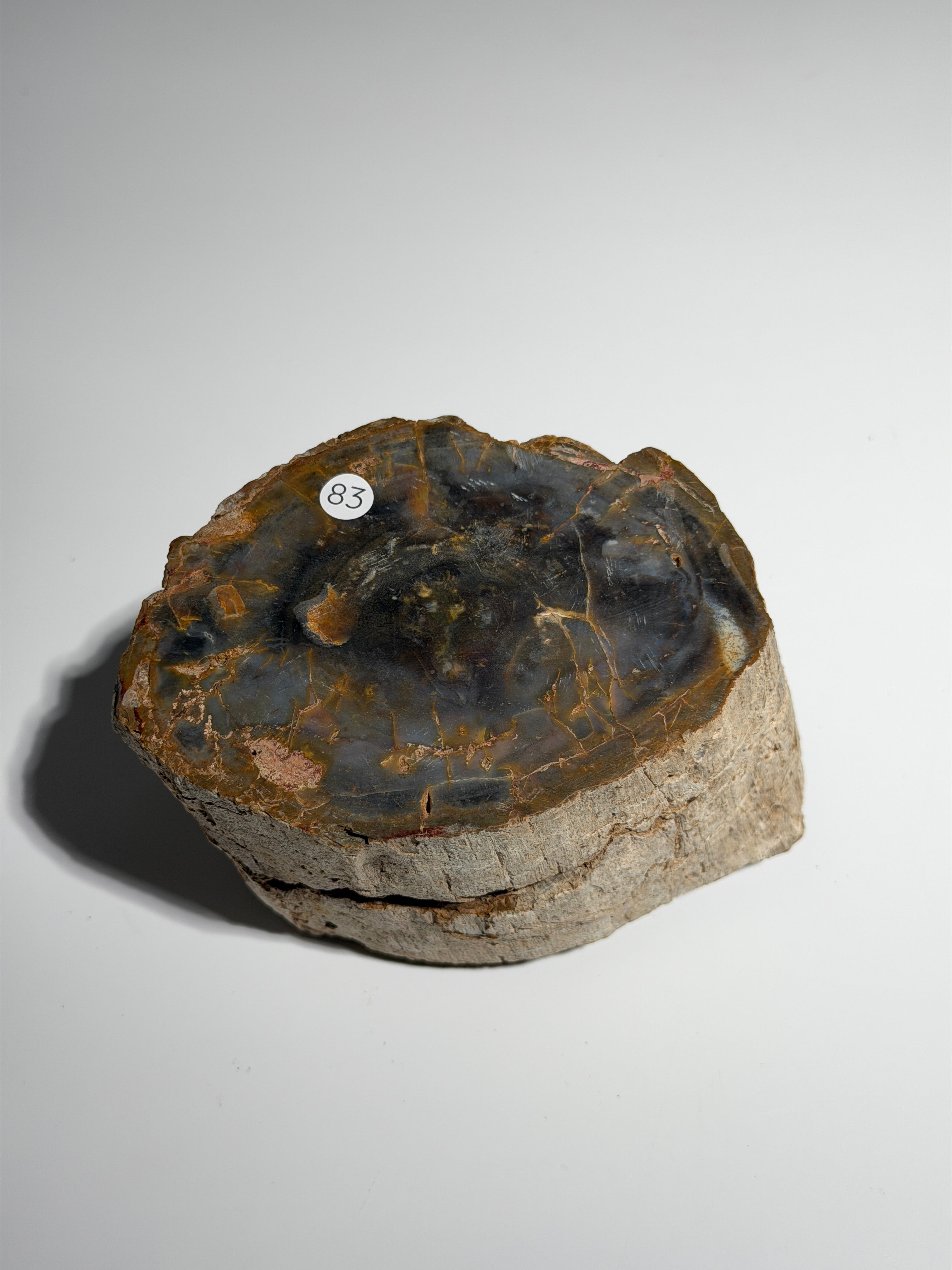Versteinertes Holz