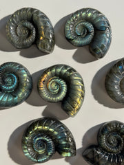 Labradorit Ammonite