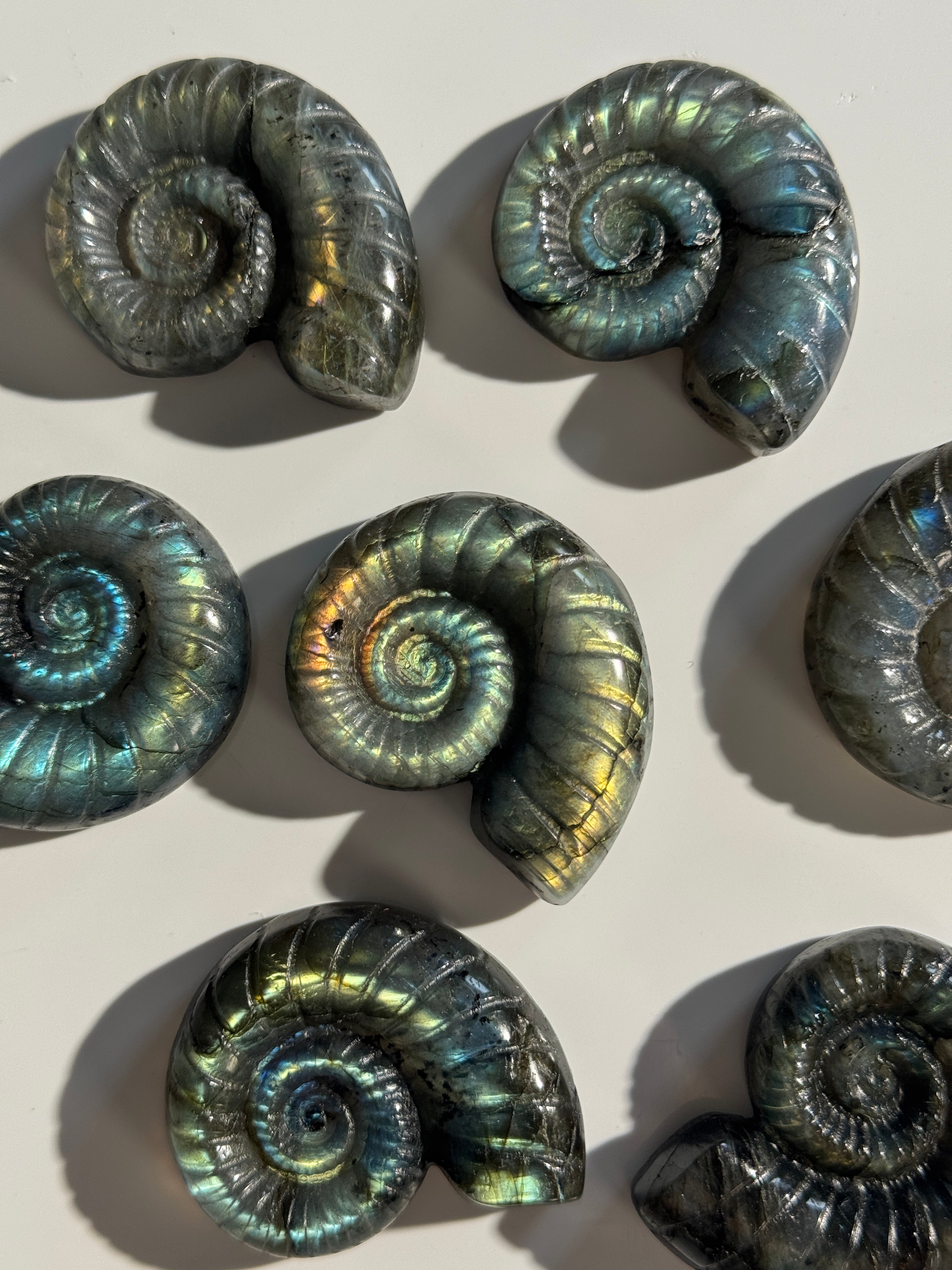 Labradorit Ammonite