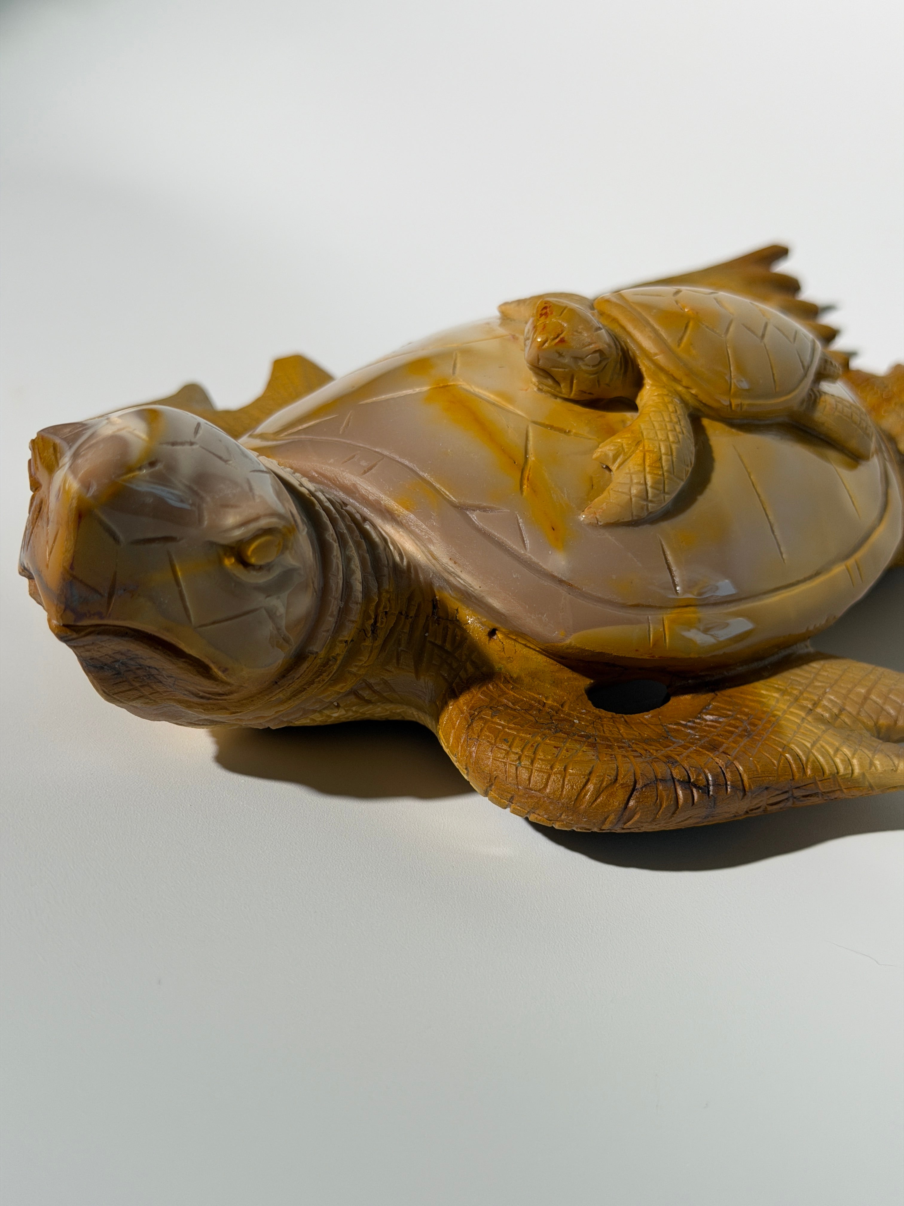 Mookait Schildkröte 🐢