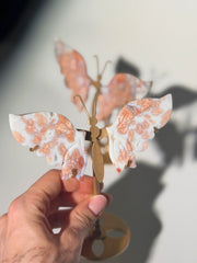 Cotton Candy Achat Schmetterling